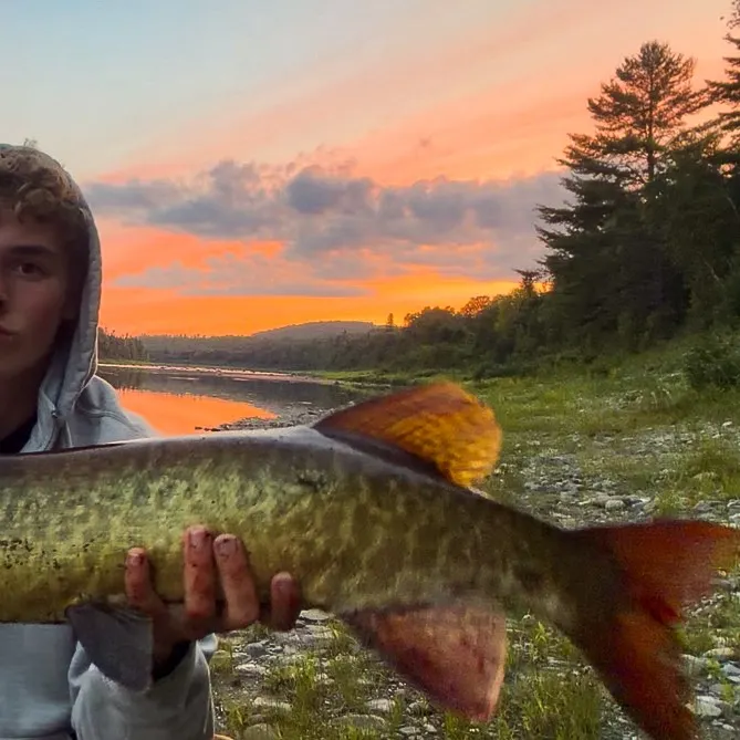 Muskie caught on Fishbrain