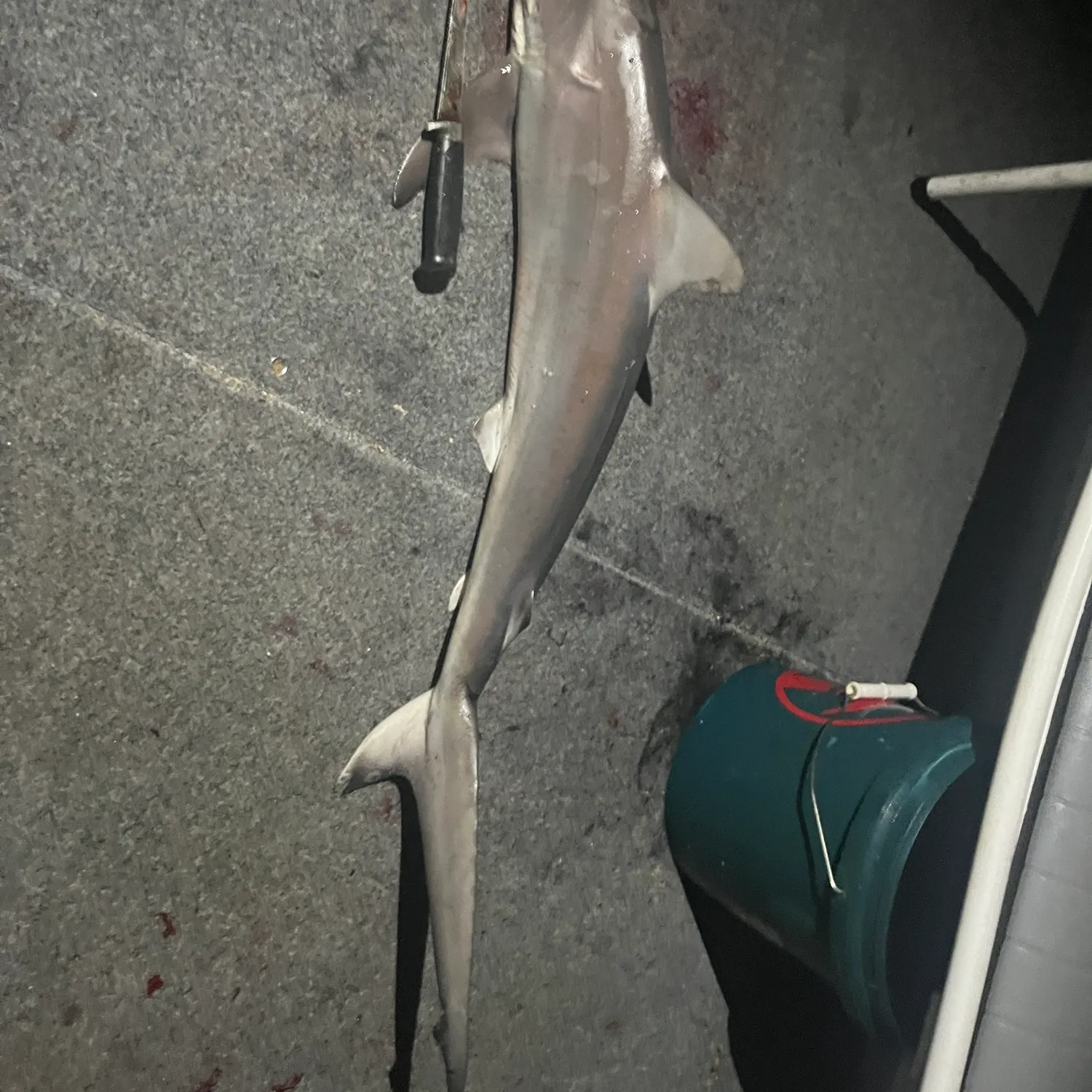 The most recent Tope shark catches on Fishbrain