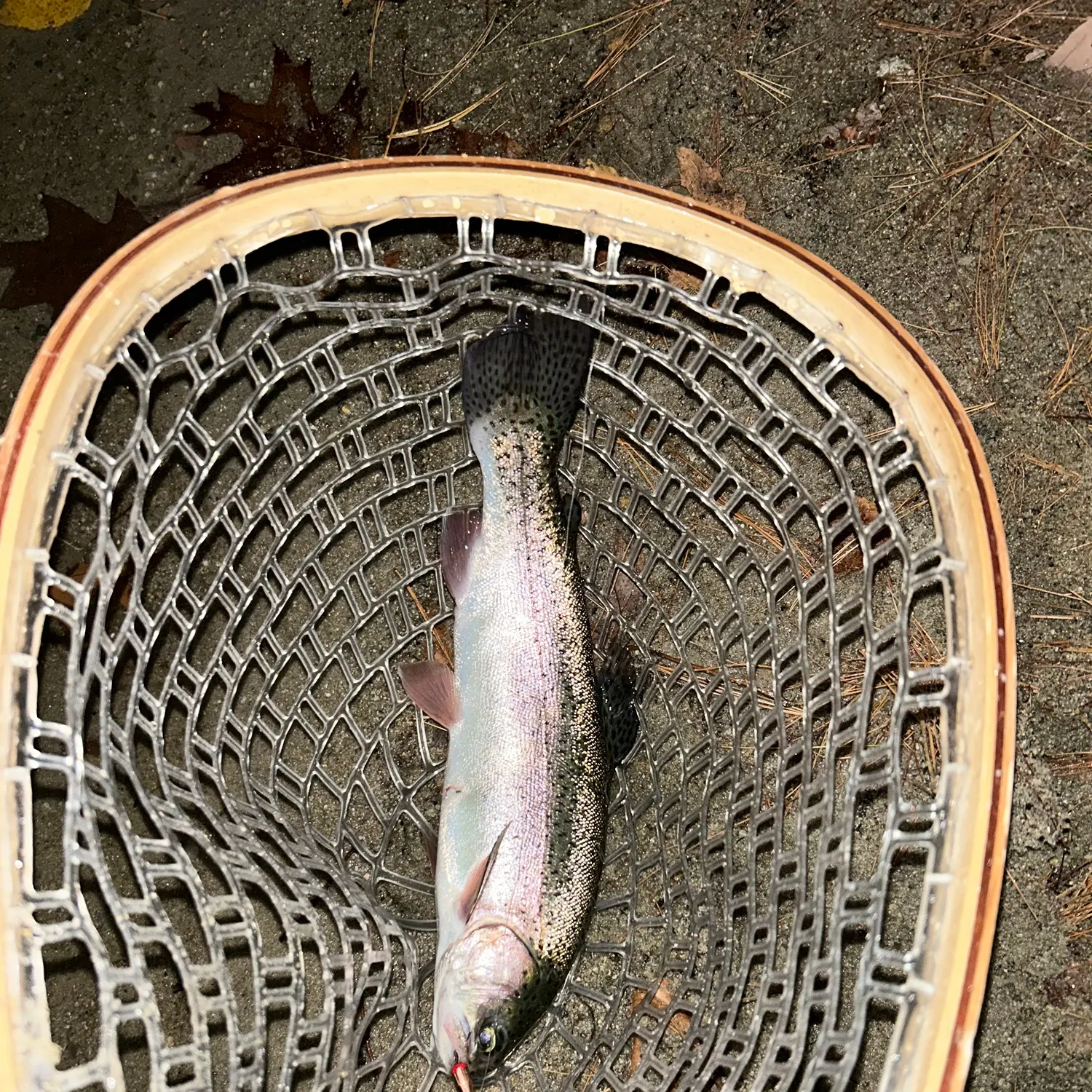 Rainbow trout caught on Fishbrain