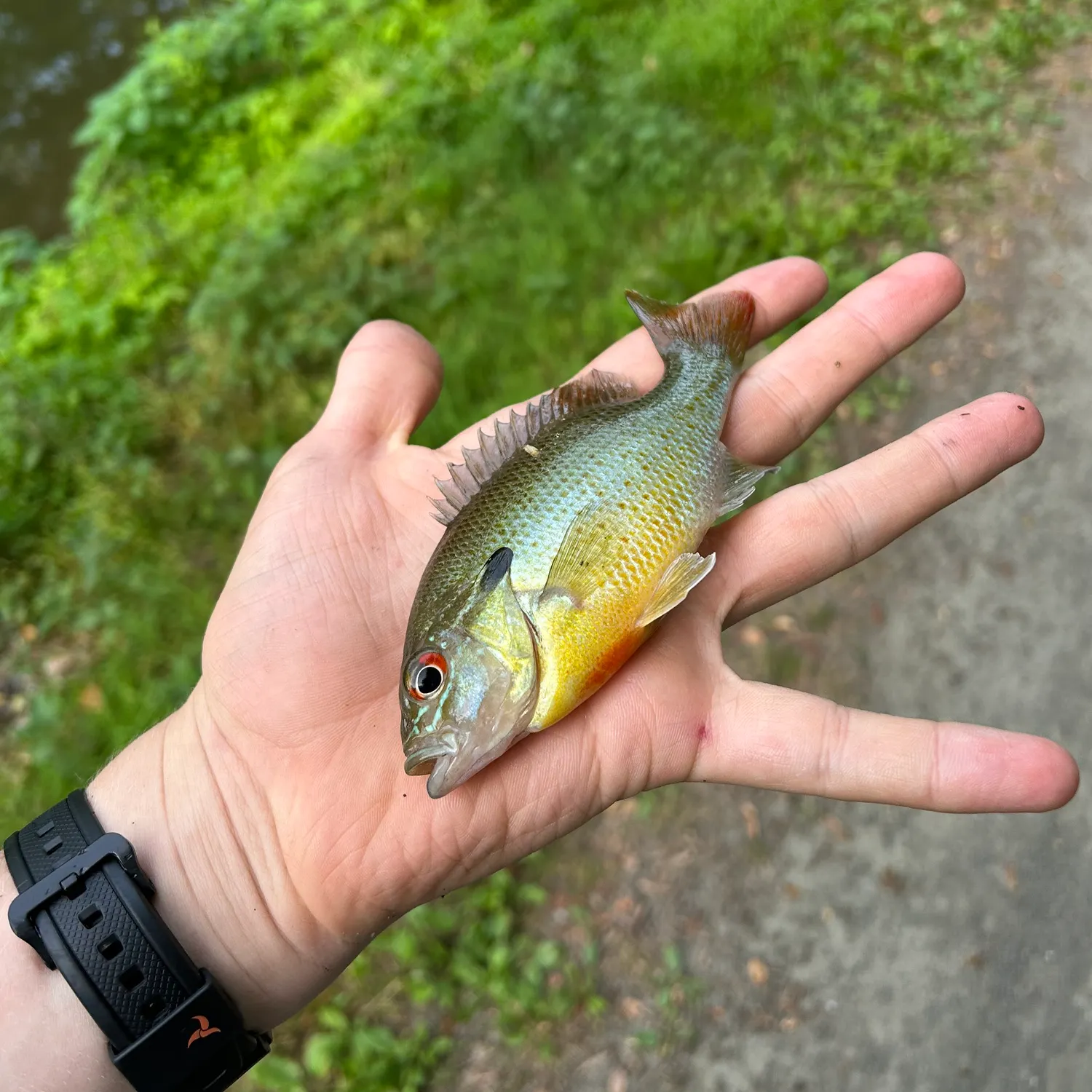 catch