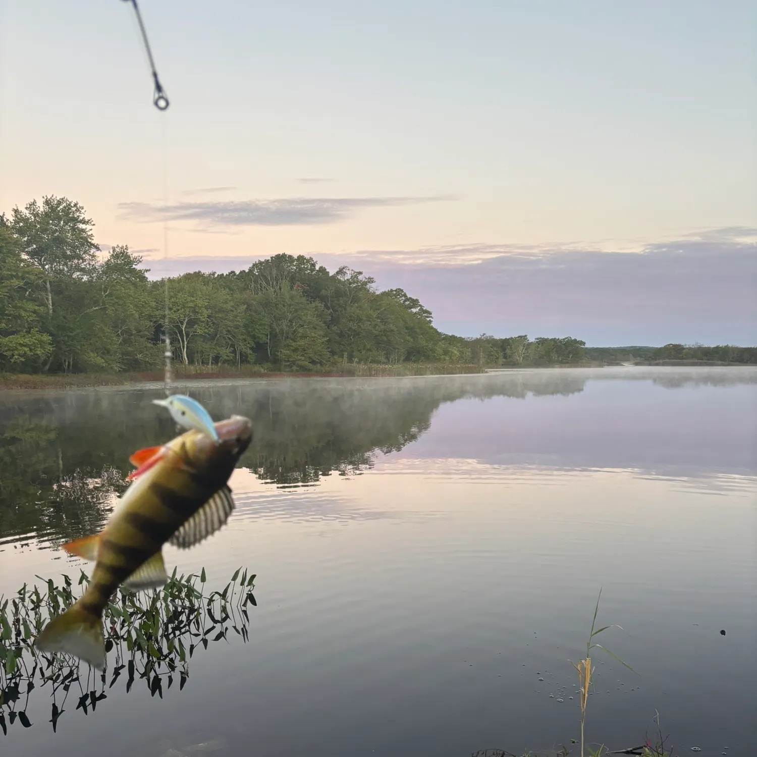 The most recent Yellow perch catches on Fishbrain