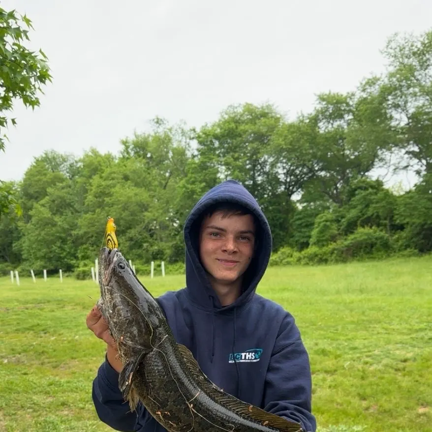 The most recent Northern snakehead catches on Fishbrain