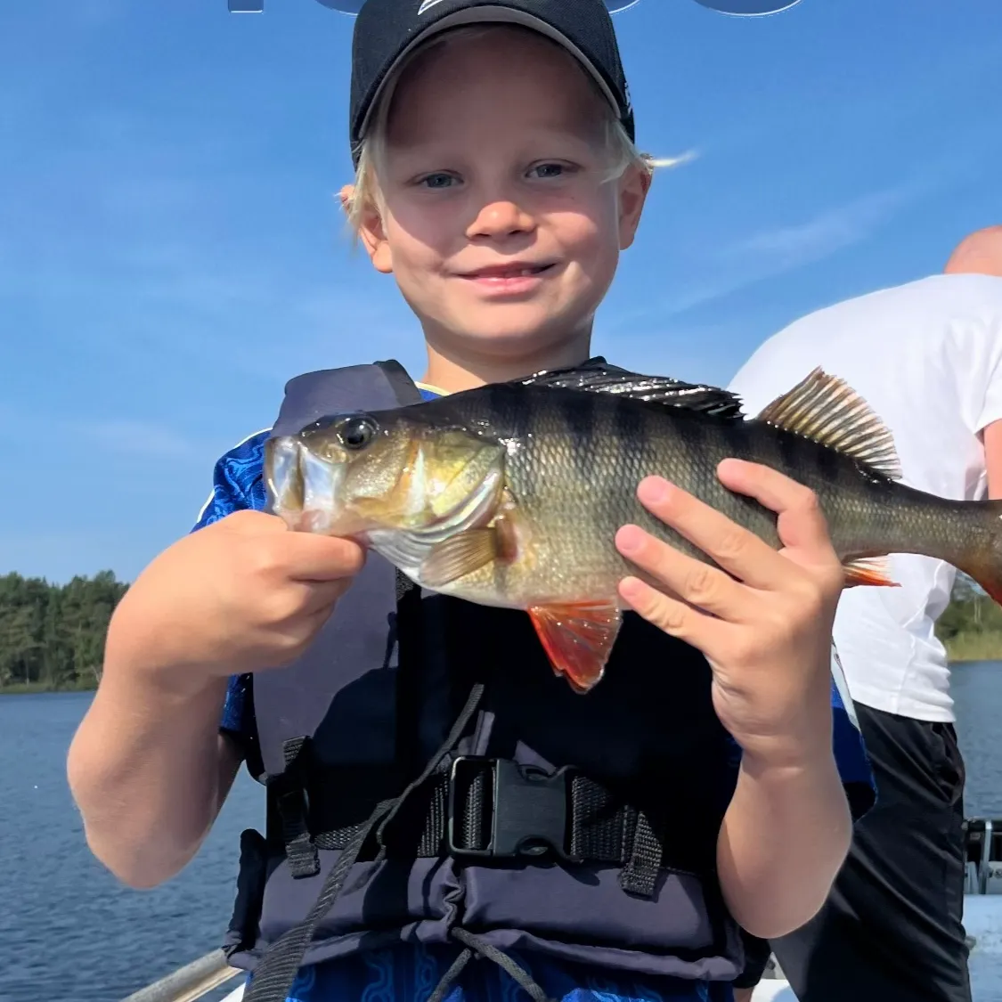 European perch caught on Fishbrain