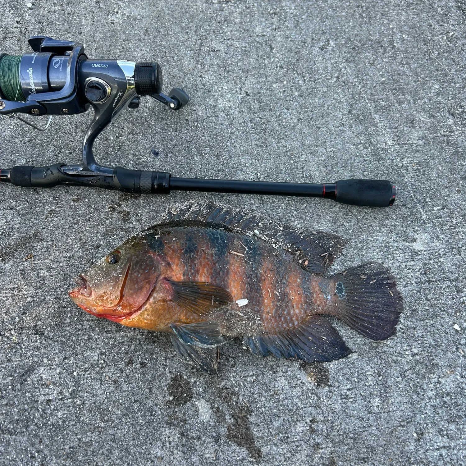 recently logged catches
