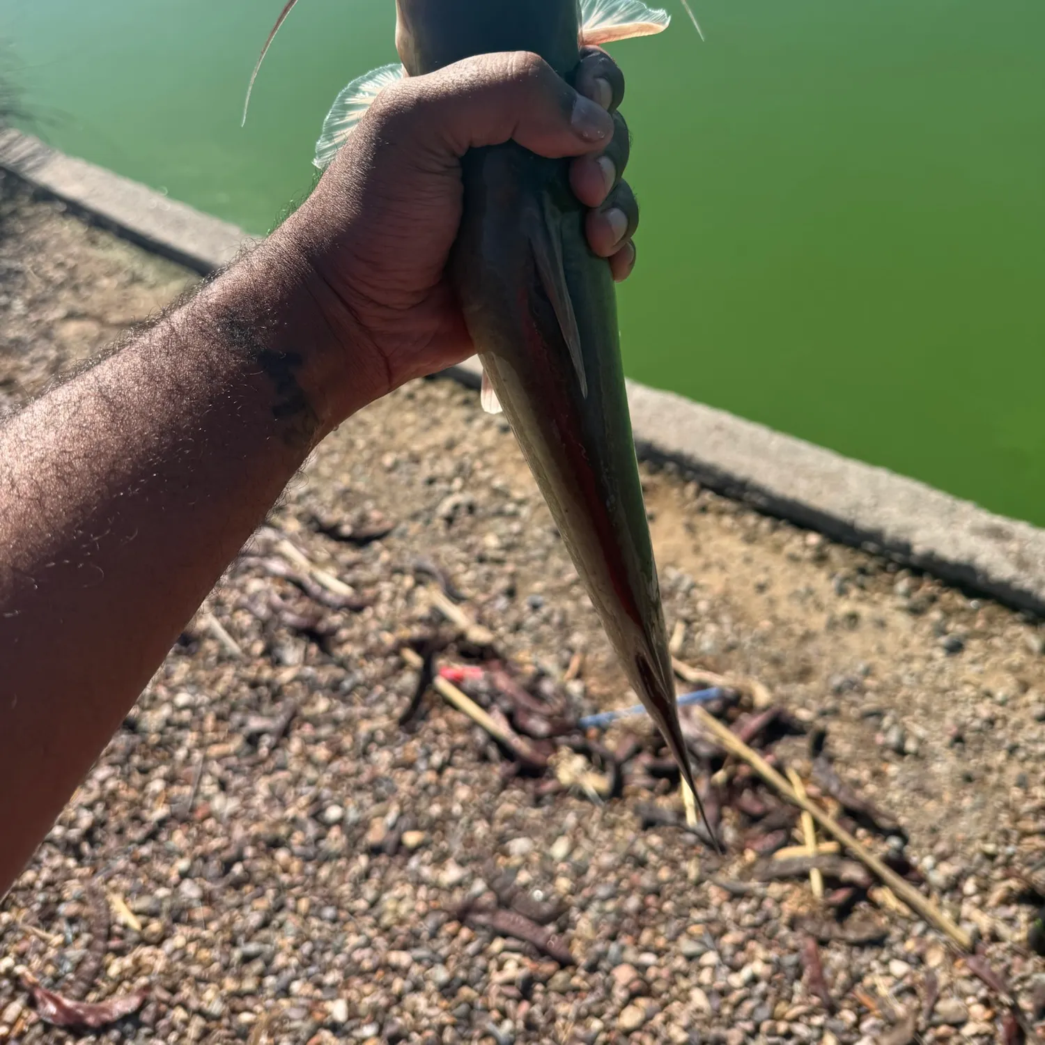 Channel catfish caught on Fishbrain