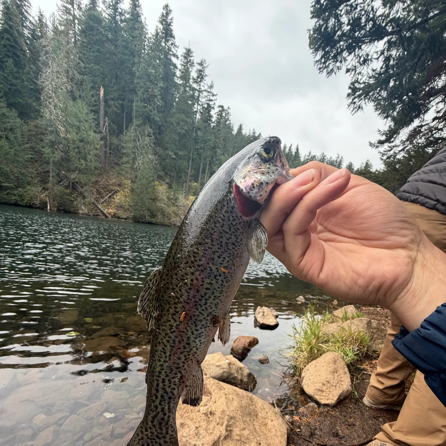 Rainbow trout caught on Fishbrain