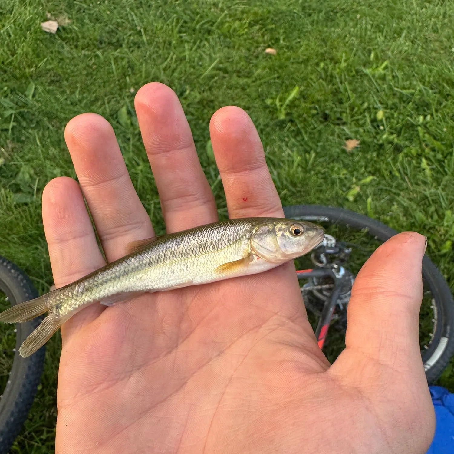 Creek chub caught on Fishbrain