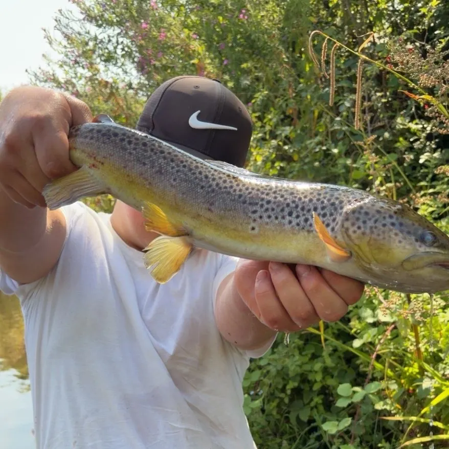 Brown trout caught on Fishbrain