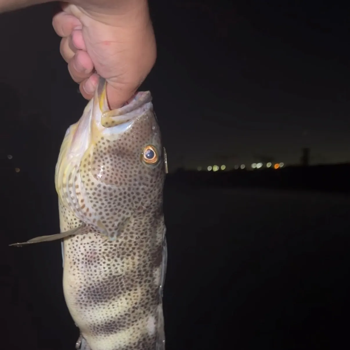 Spotted sand bass caught on Fishbrain