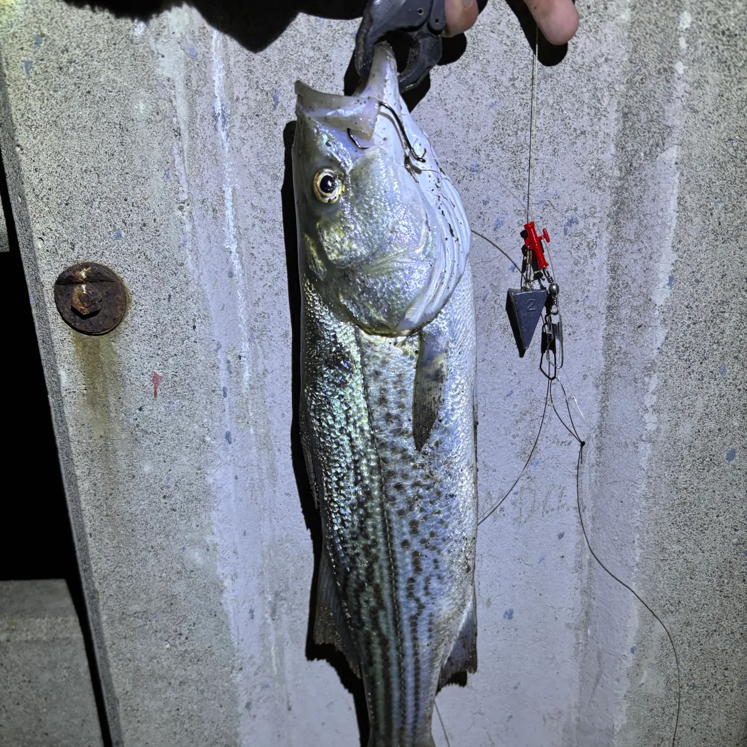 Striped bass caught on Fishbrain