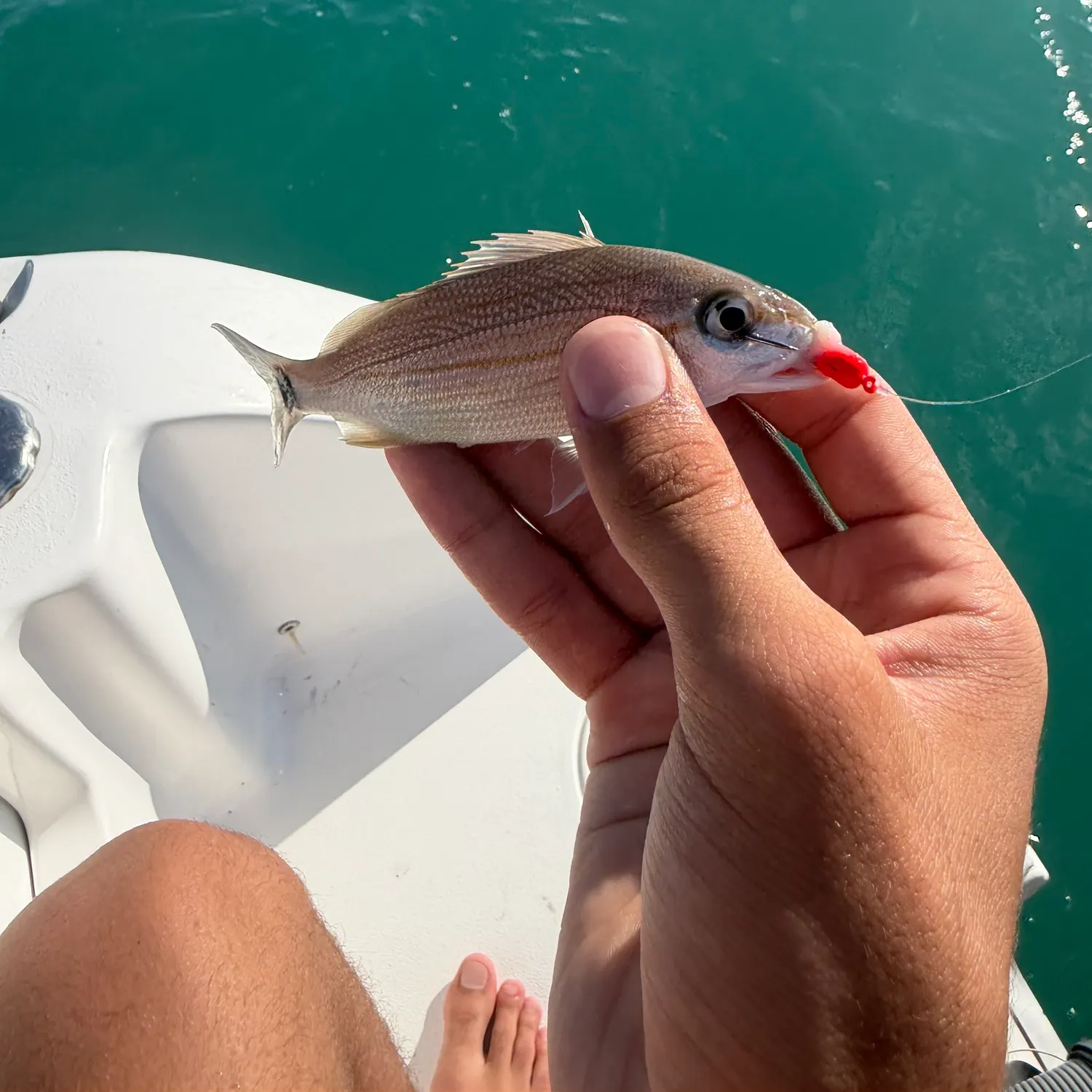 The most recent Tomtate grunt catches on Fishbrain