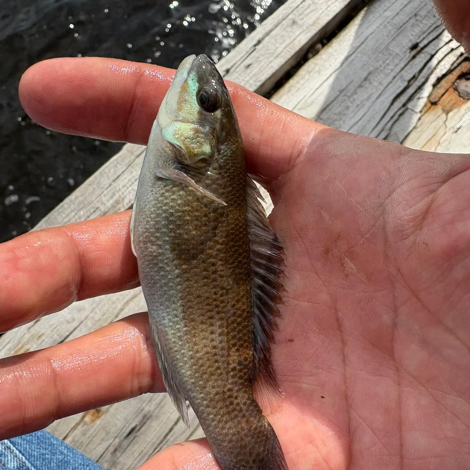 The most recent Cunner catches on Fishbrain