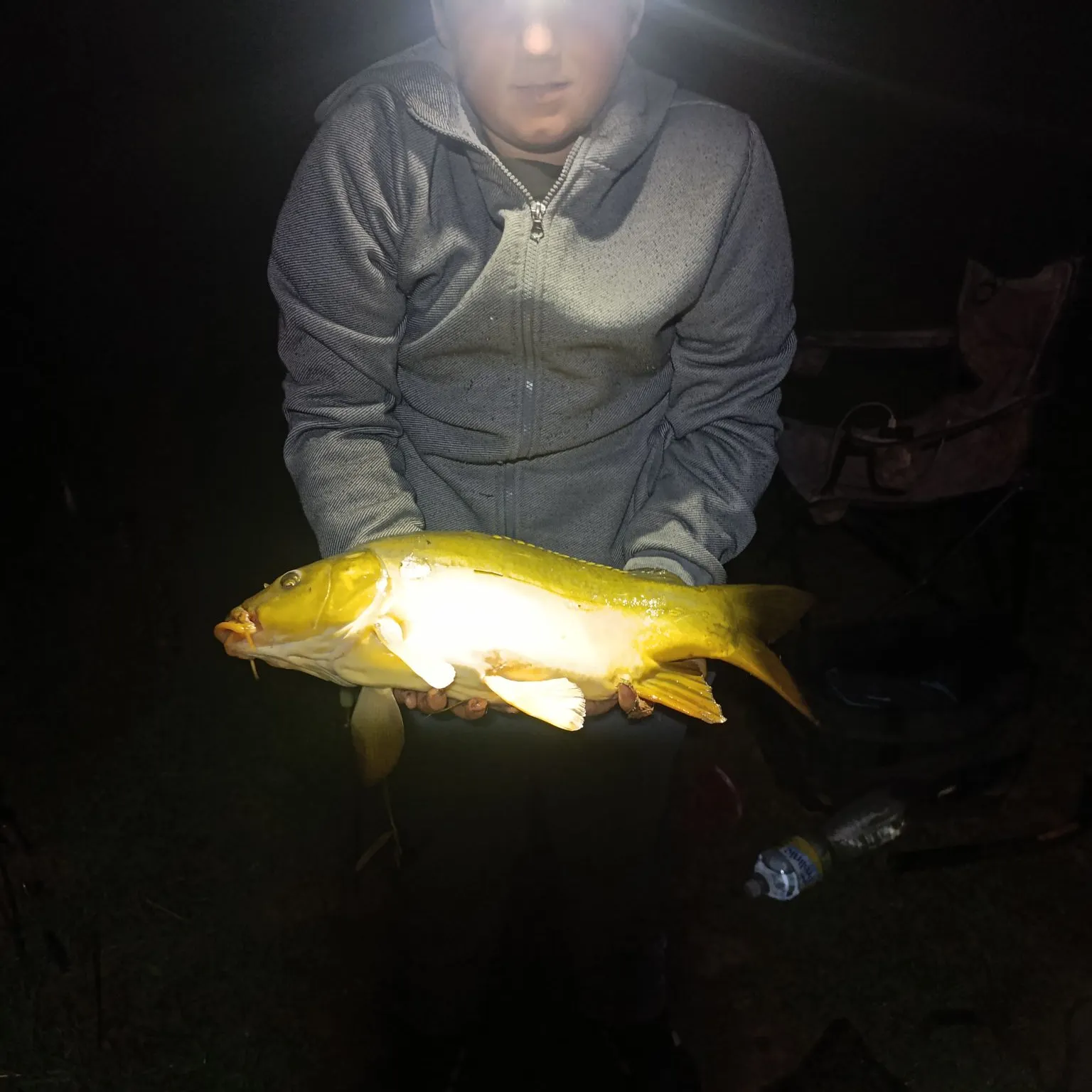 Common carp caught on Fishbrain