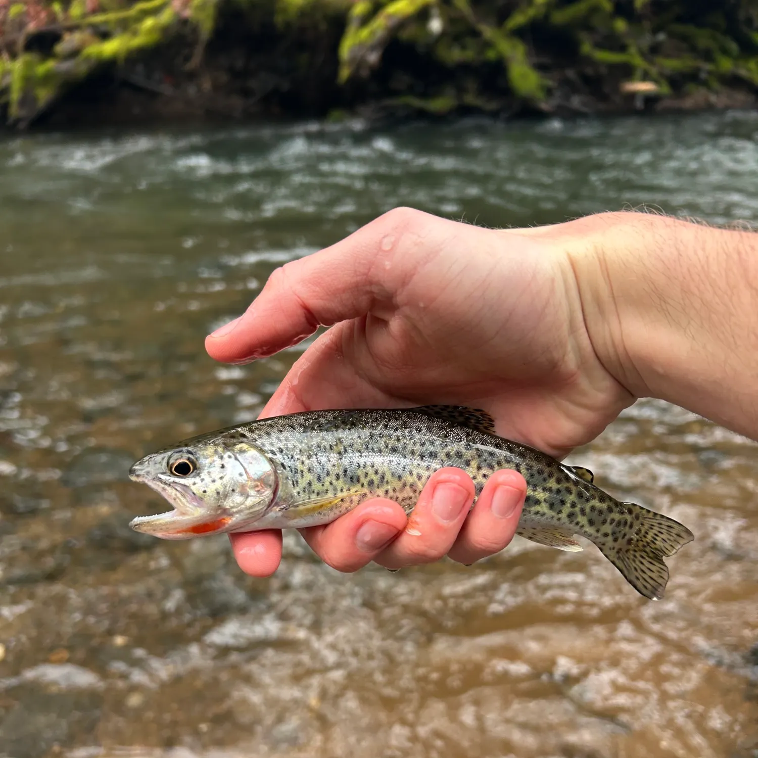 The most recent Coastal cutthroat trout catches on Fishbrain