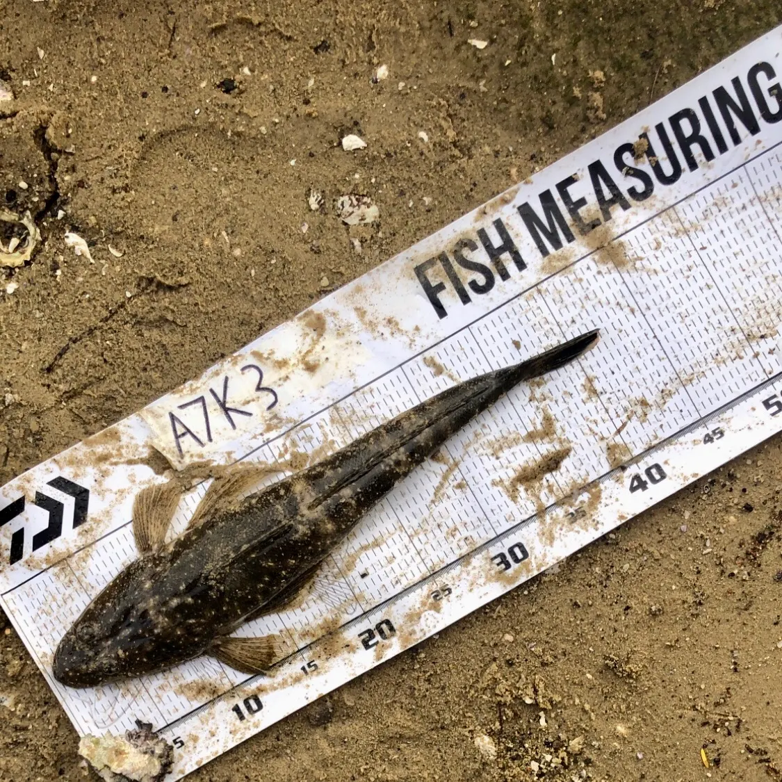 The most recent Dusky flathead catches on Fishbrain