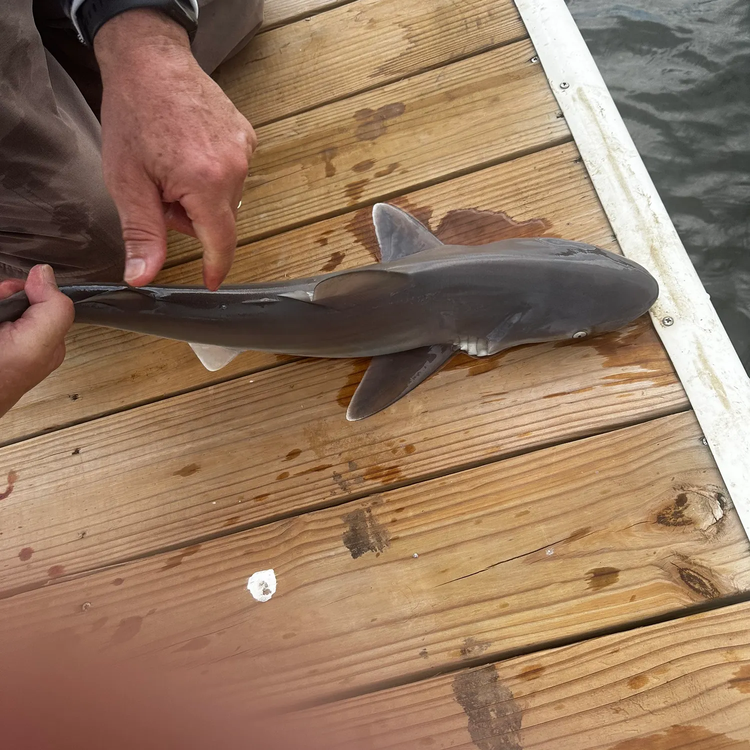 Atlantic sharpnose shark caught on Fishbrain