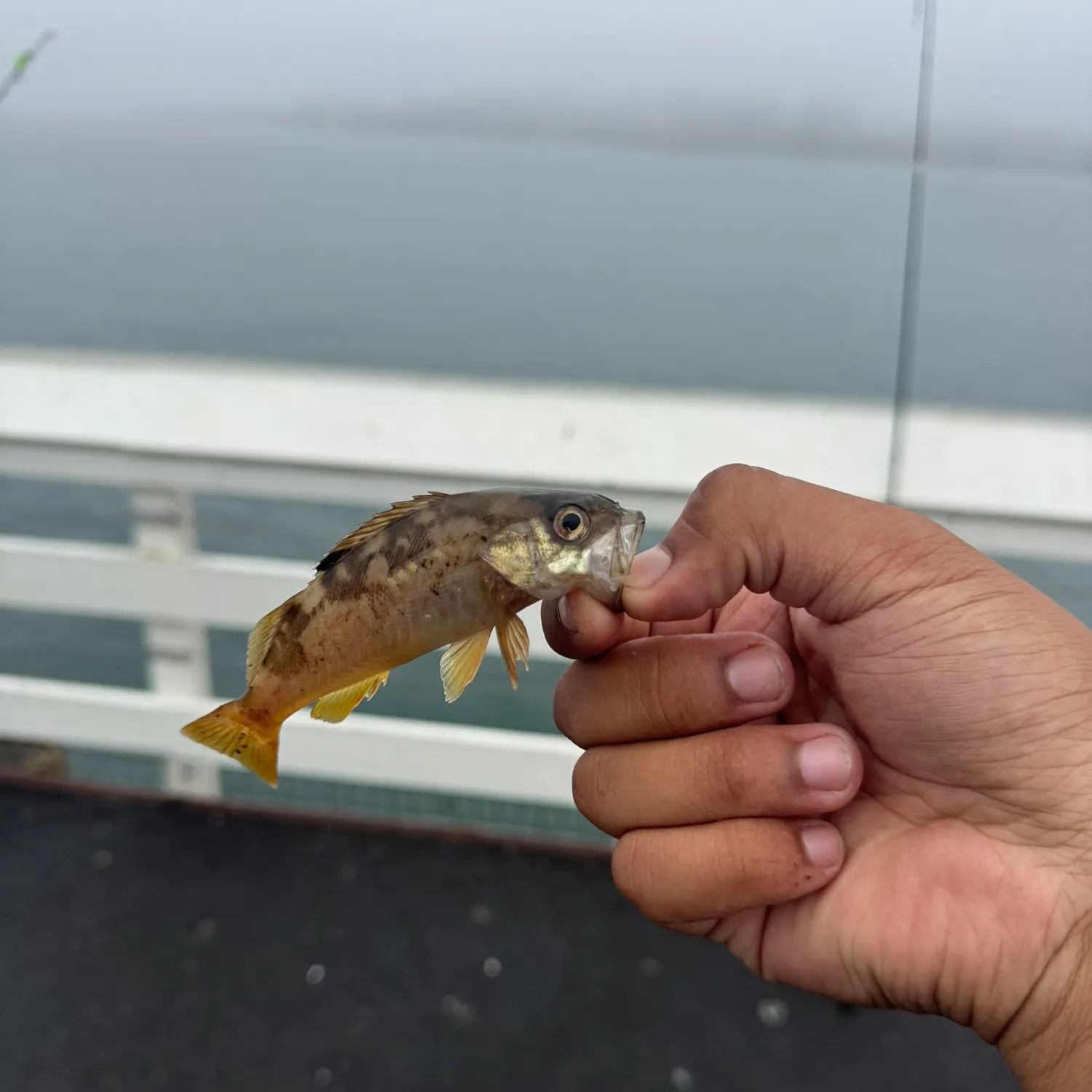 The most recent Olive rockfish catches on Fishbrain
