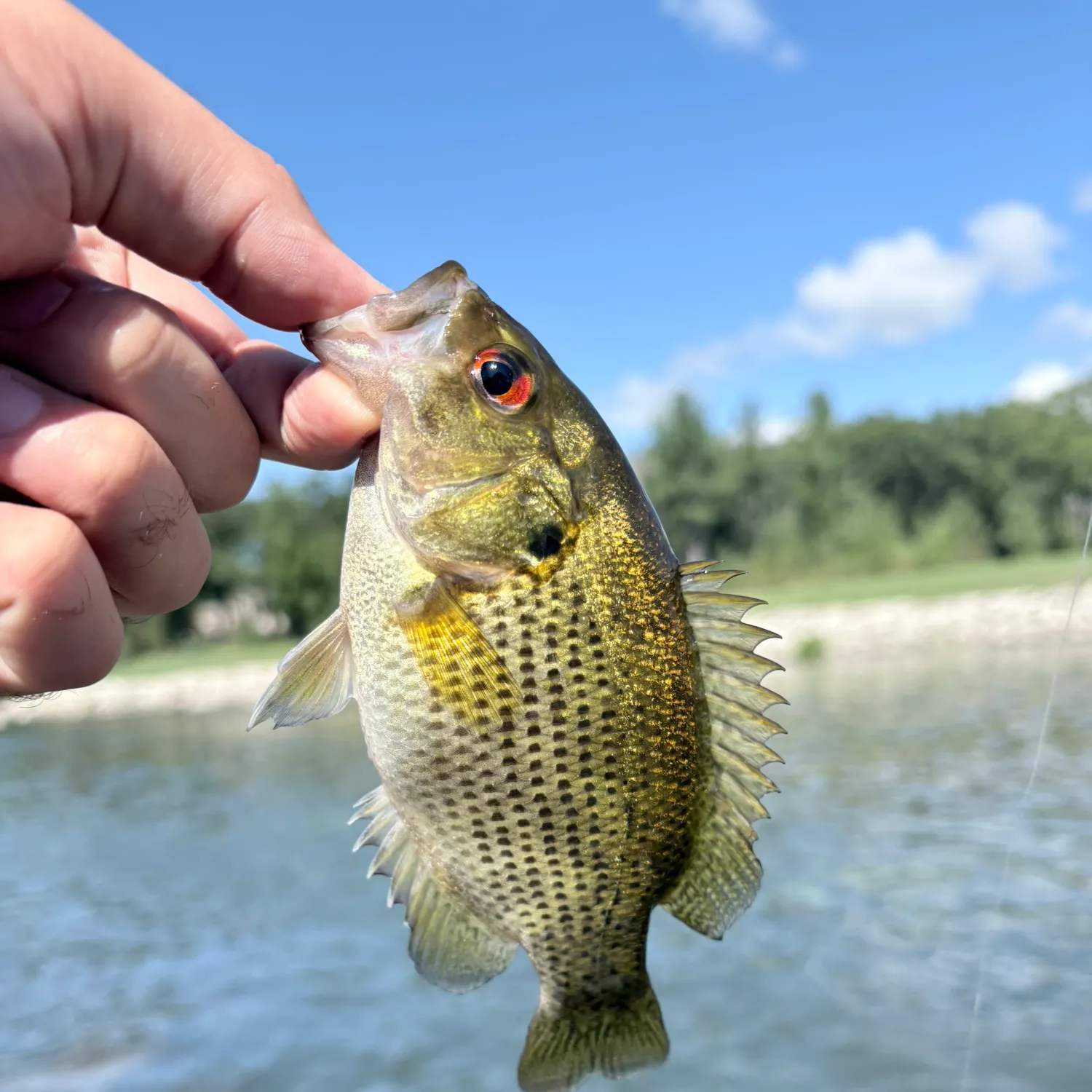 Rock bass caught on Fishbrain