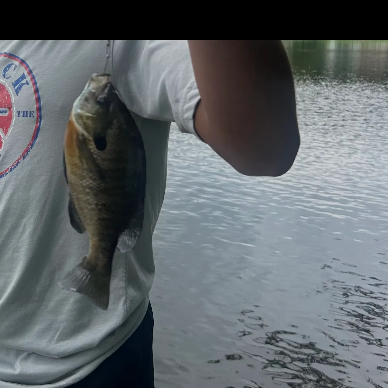 Bluegill caught on Fishbrain