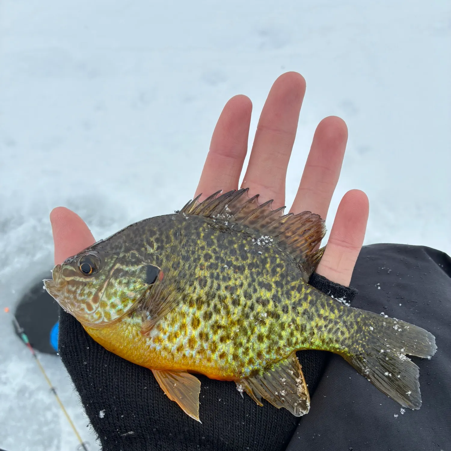 The most recent Pumpkinseed catches on Fishbrain