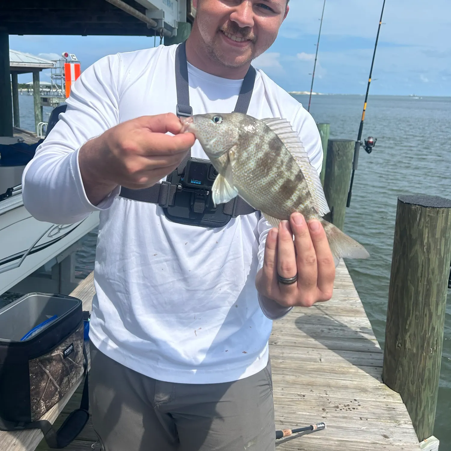 Pigfish caught on Fishbrain