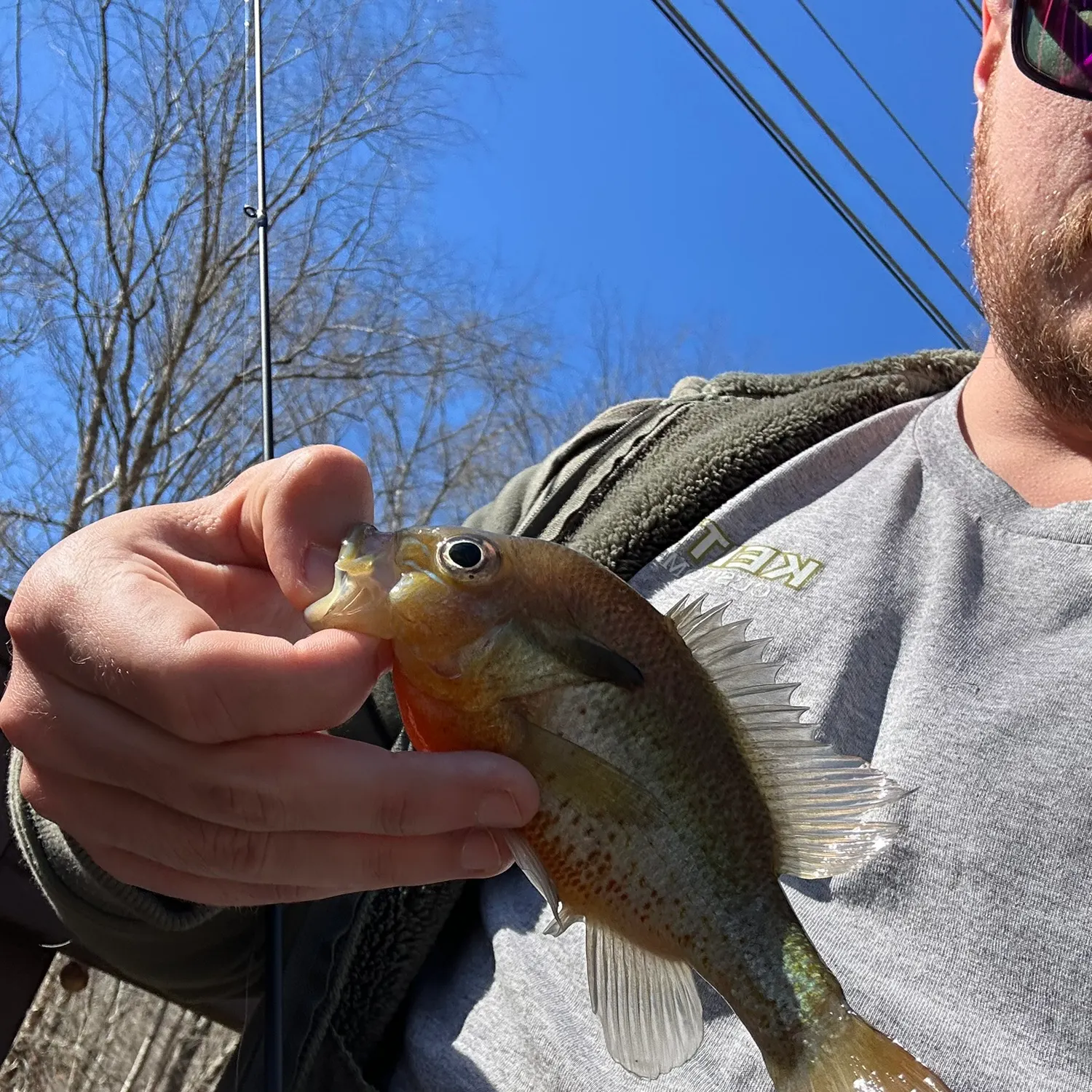 The most recent Redbreast sunfish catches on Fishbrain