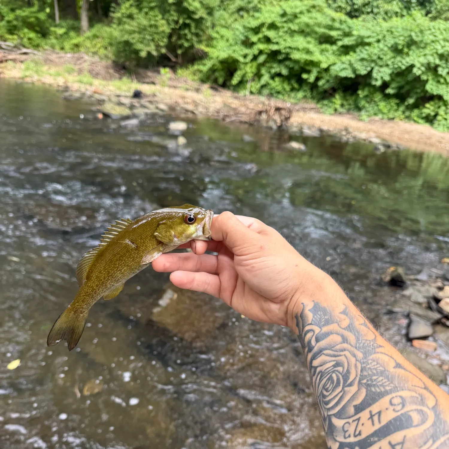 recently logged catches