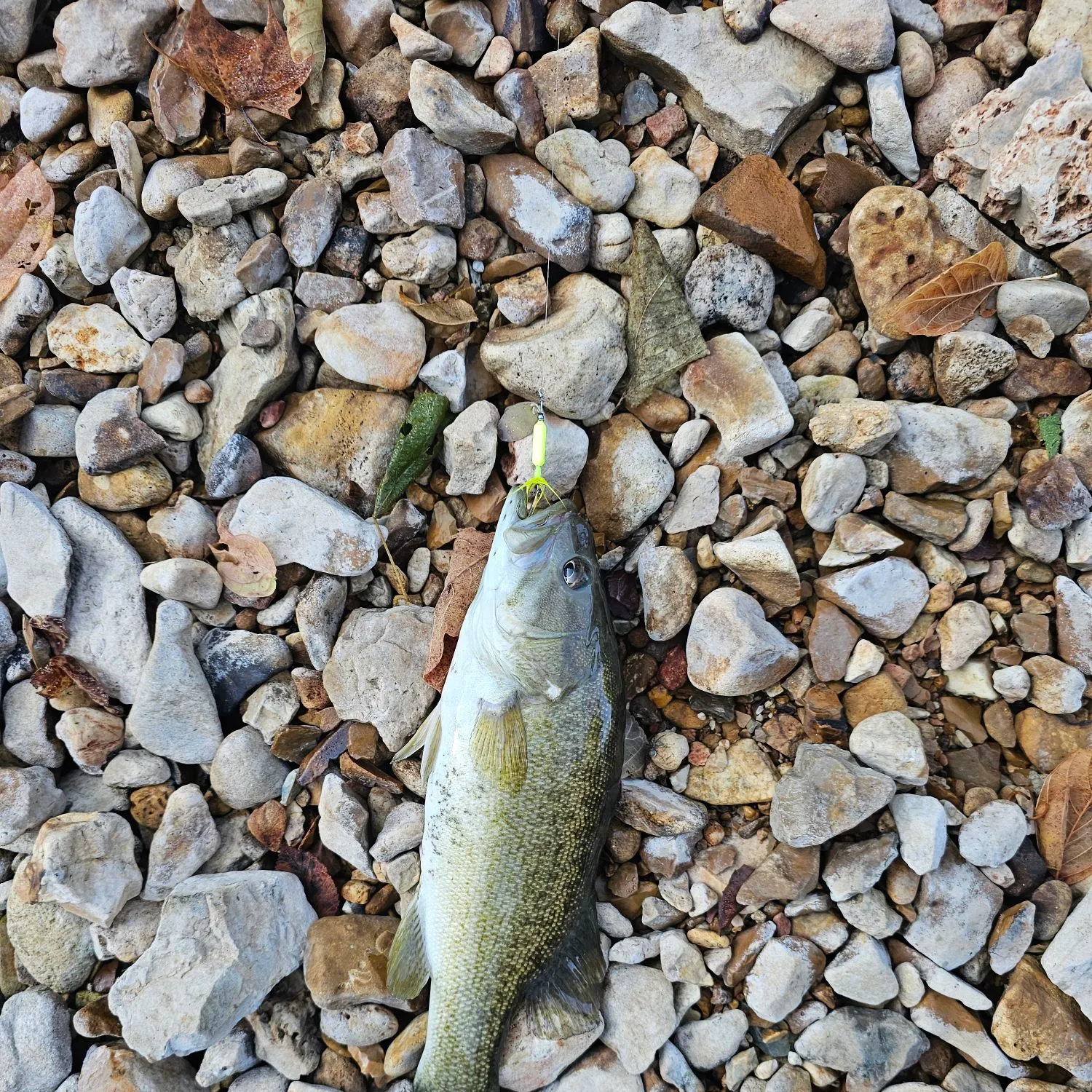 Smallmouth bass caught on Fishbrain
