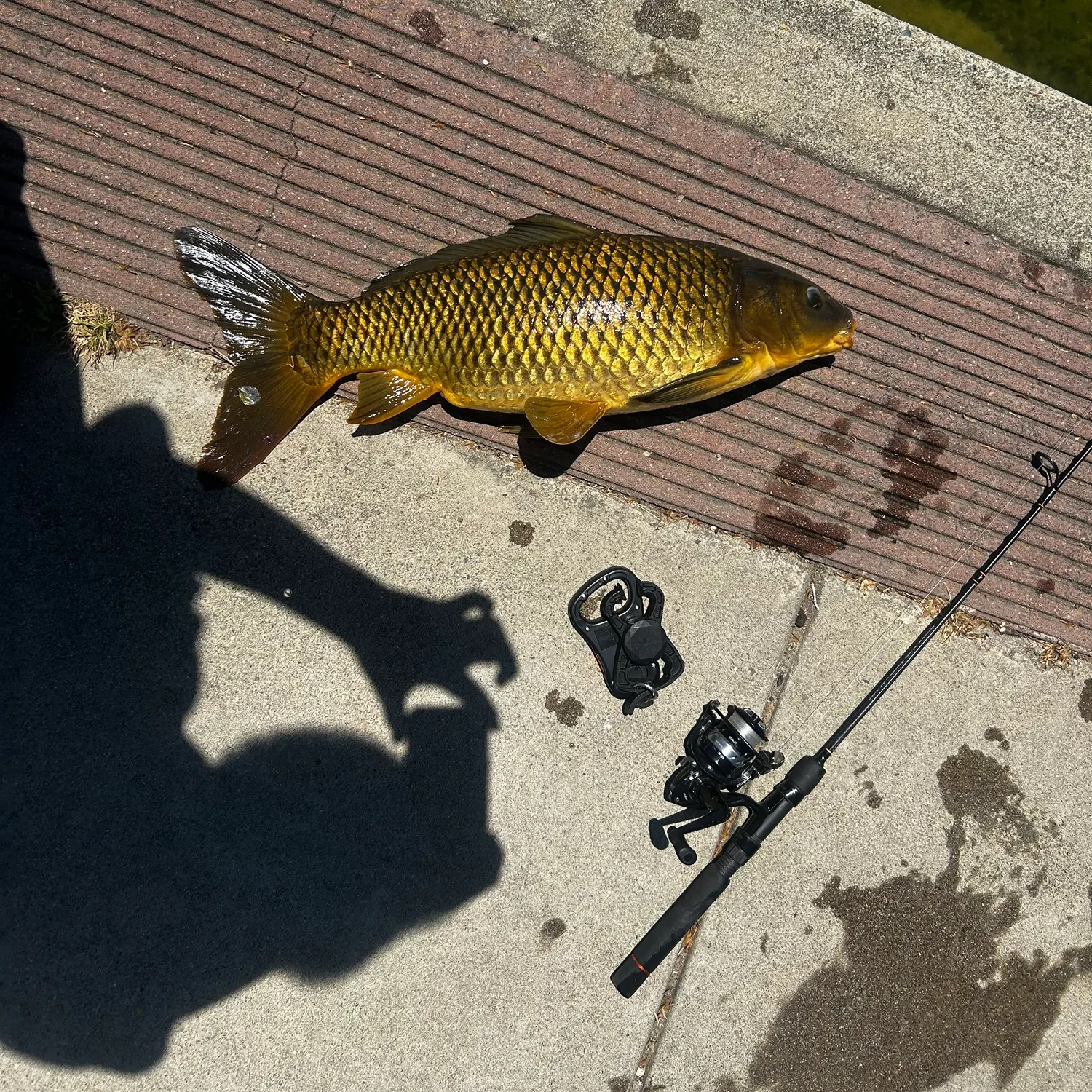 The most recent Common carp catches on Fishbrain
