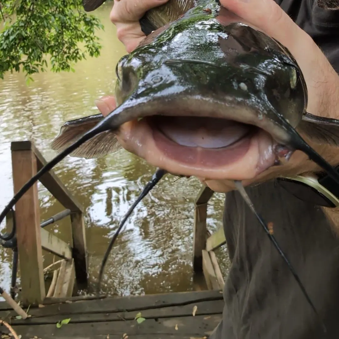angler catch