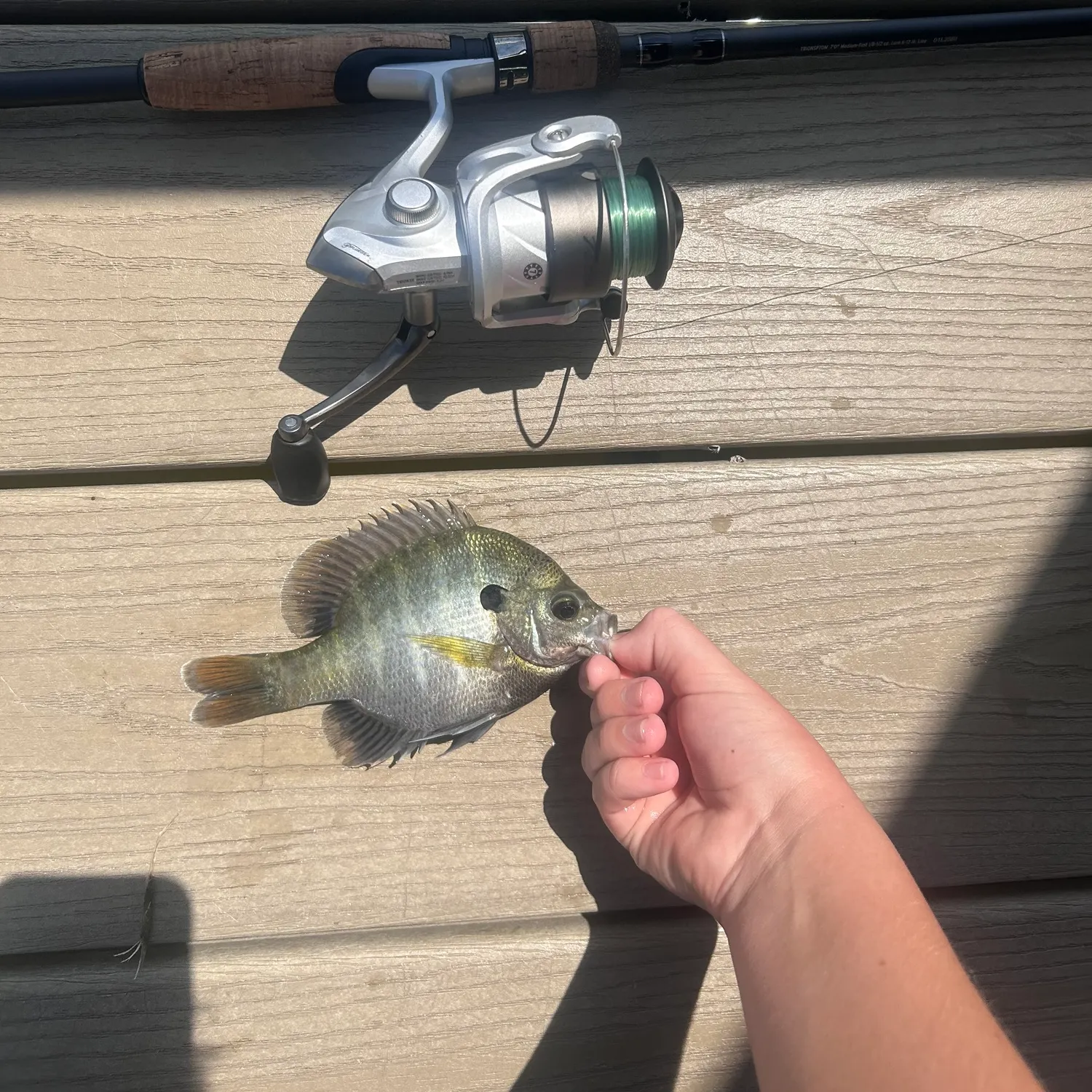 Bluegill caught on Fishbrain