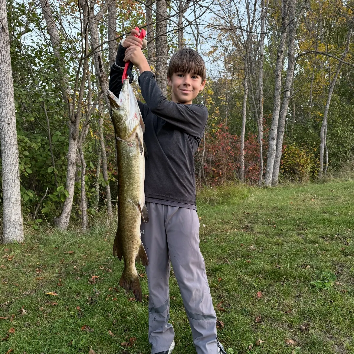 The most recent Muskellunge catches on Fishbrain