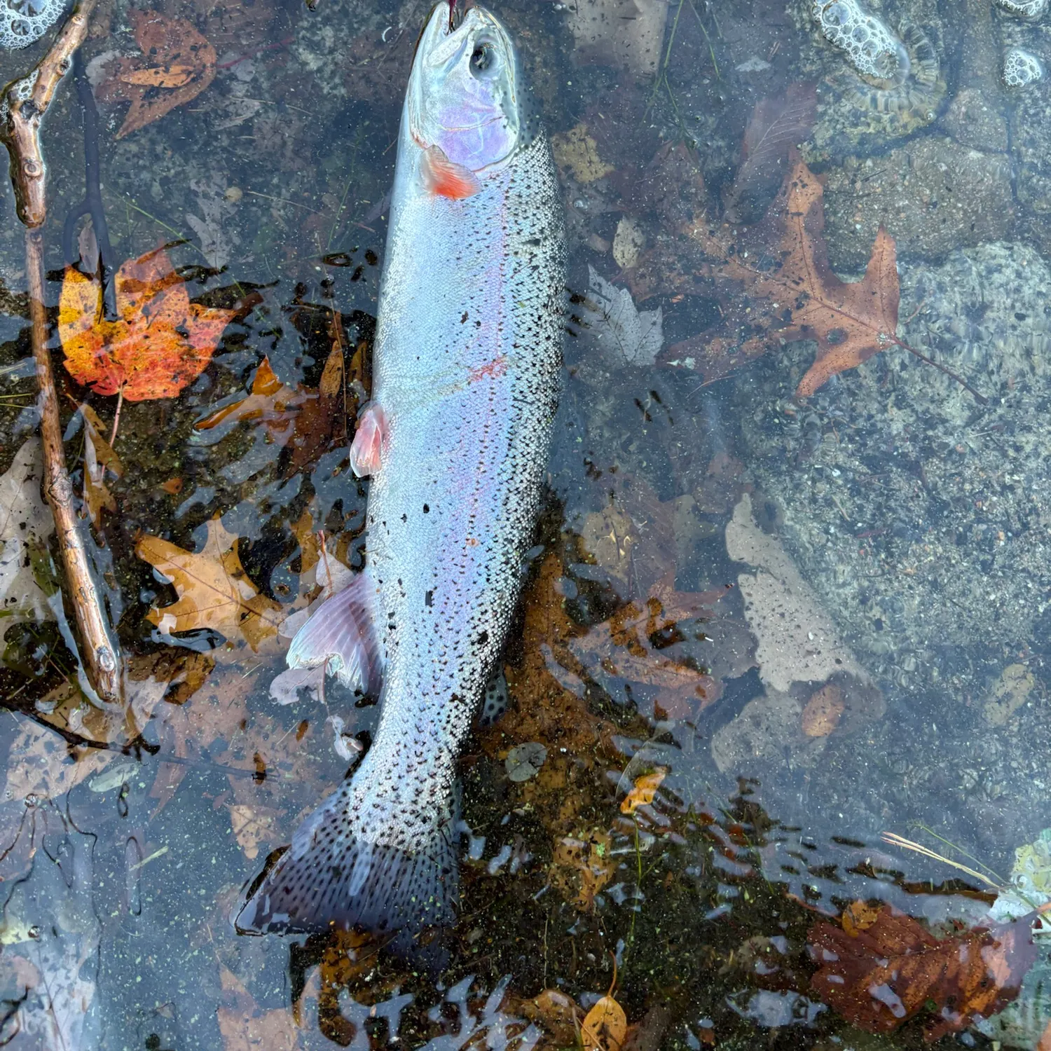Rainbow trout caught on Fishbrain