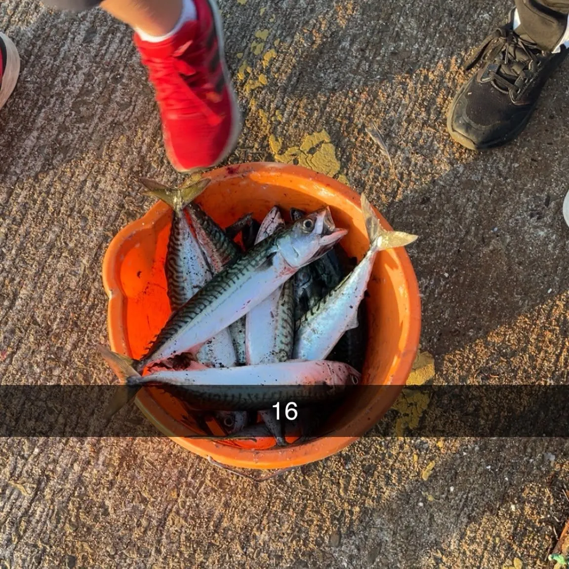 Atlantic mackerel caught on Fishbrain