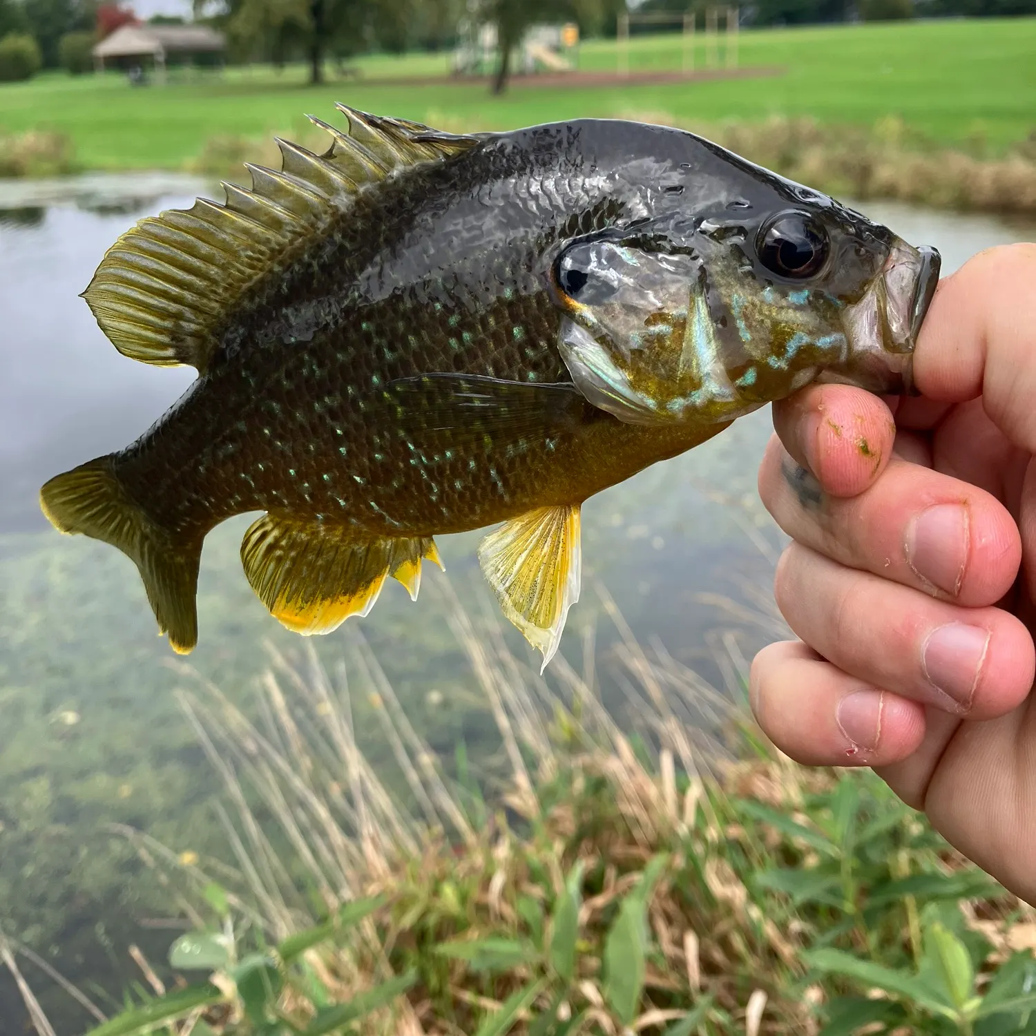 Greengill hybrid caught on Fishbrain