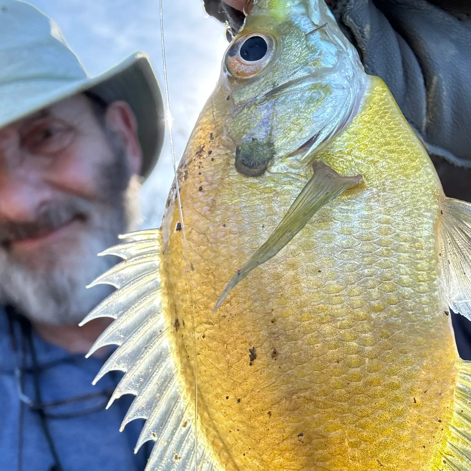 The most recent Bluegill catches on Fishbrain