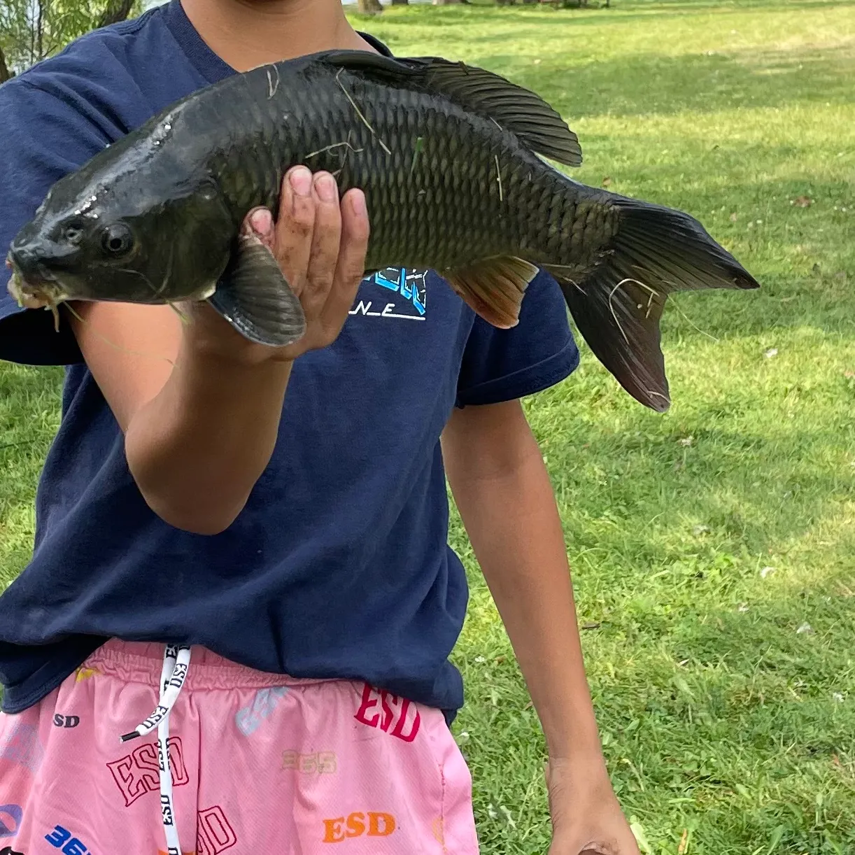 The most recent Black carp catches on Fishbrain