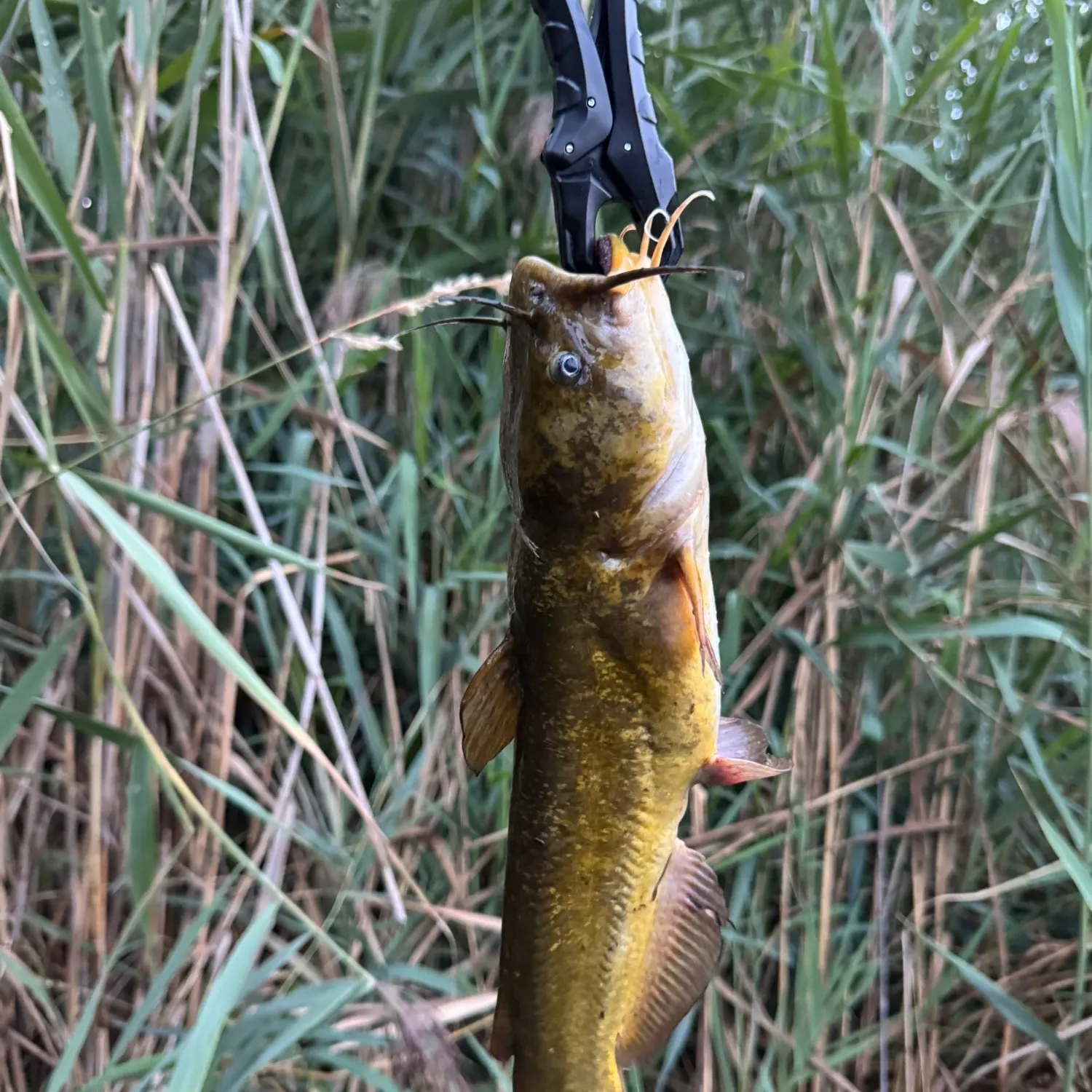 Yellow bullhead caught on Fishbrain