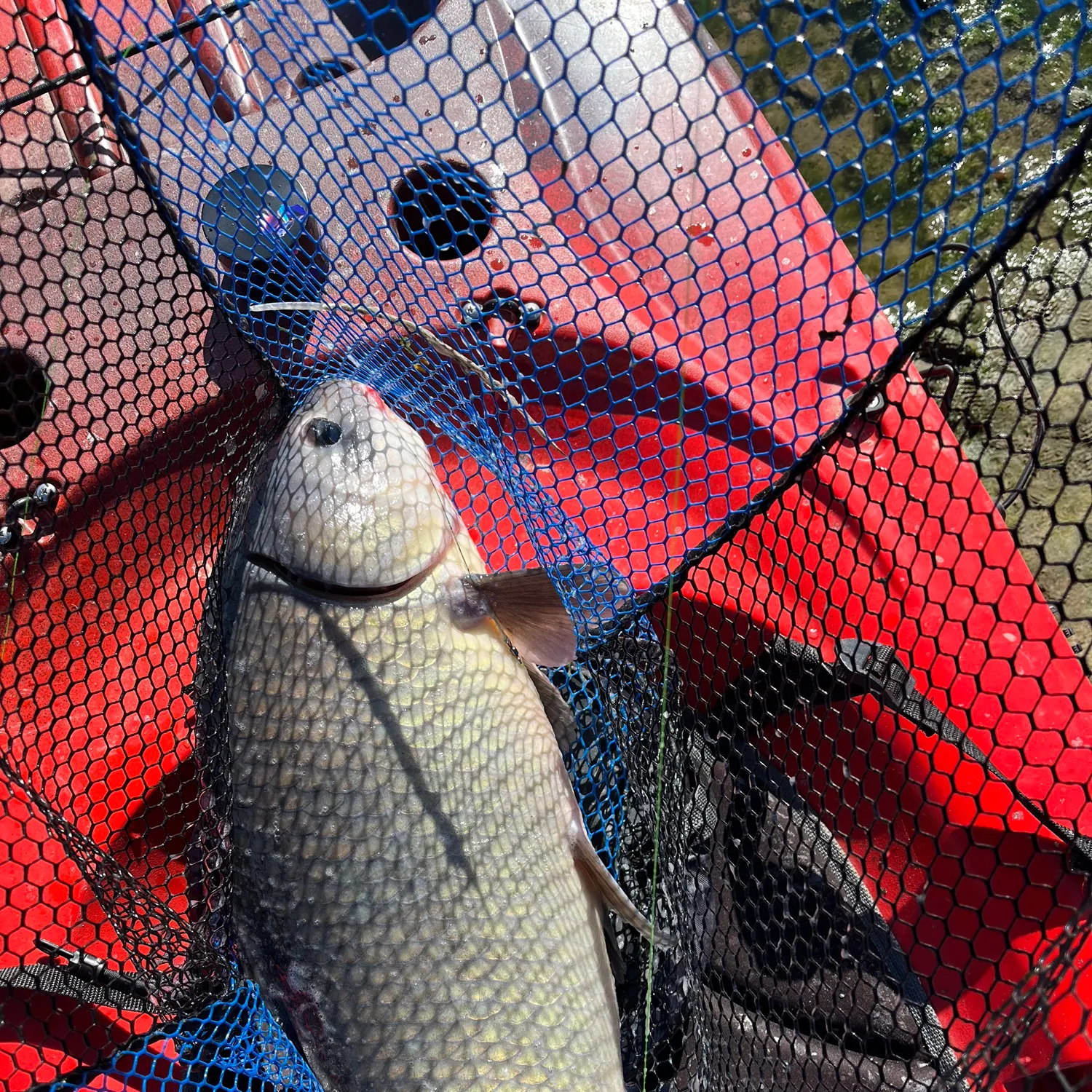 The most recent Black buffalo catches on Fishbrain