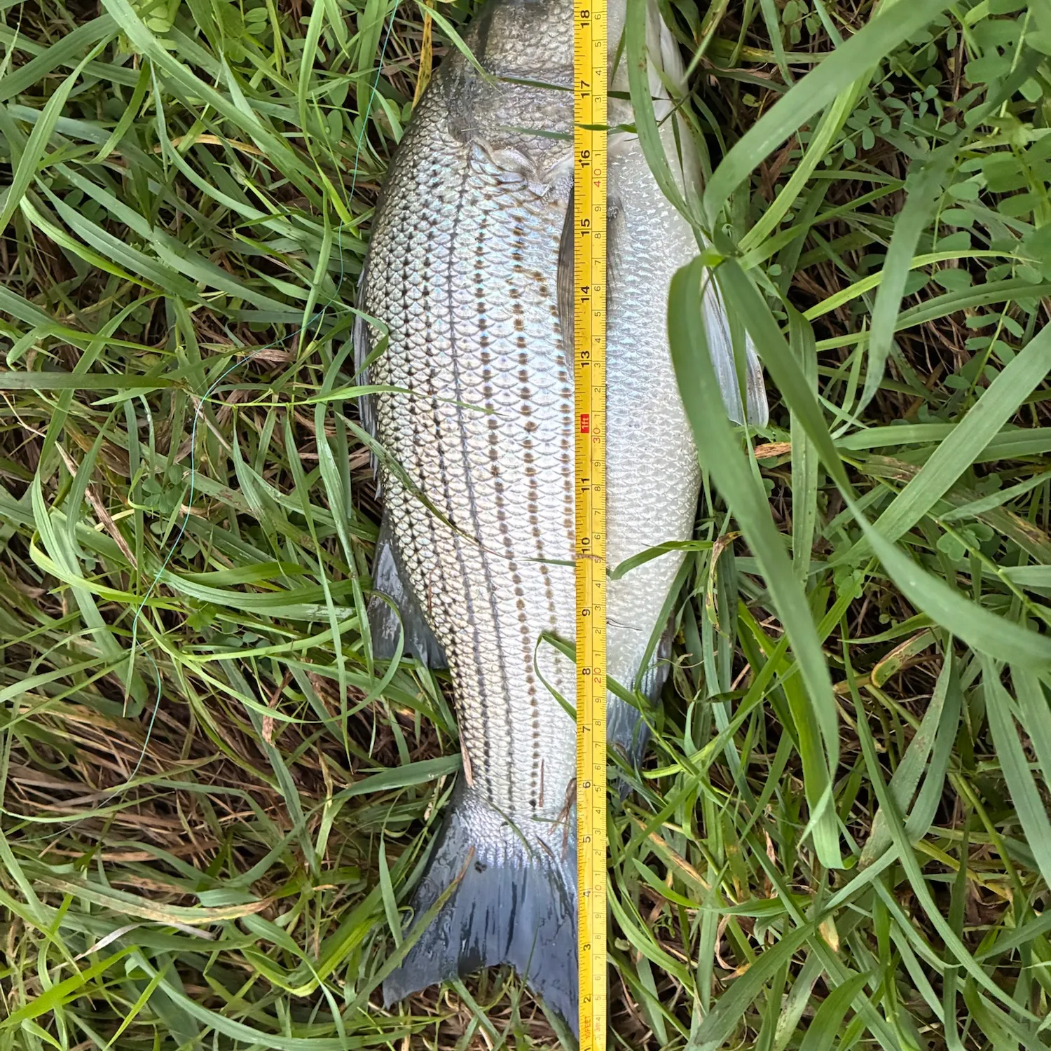 Wiper caught on Fishbrain