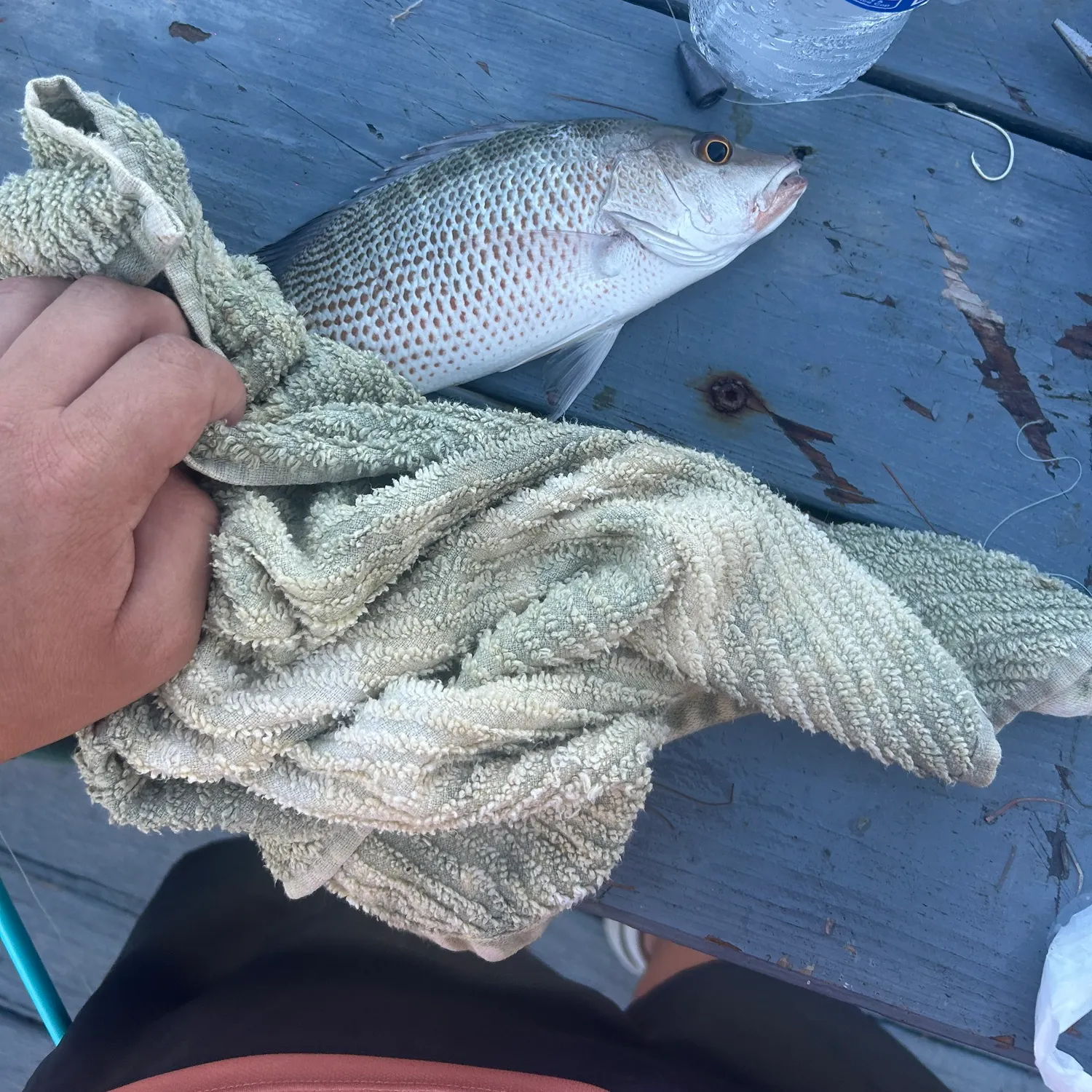 Mangrove snapper caught on Fishbrain