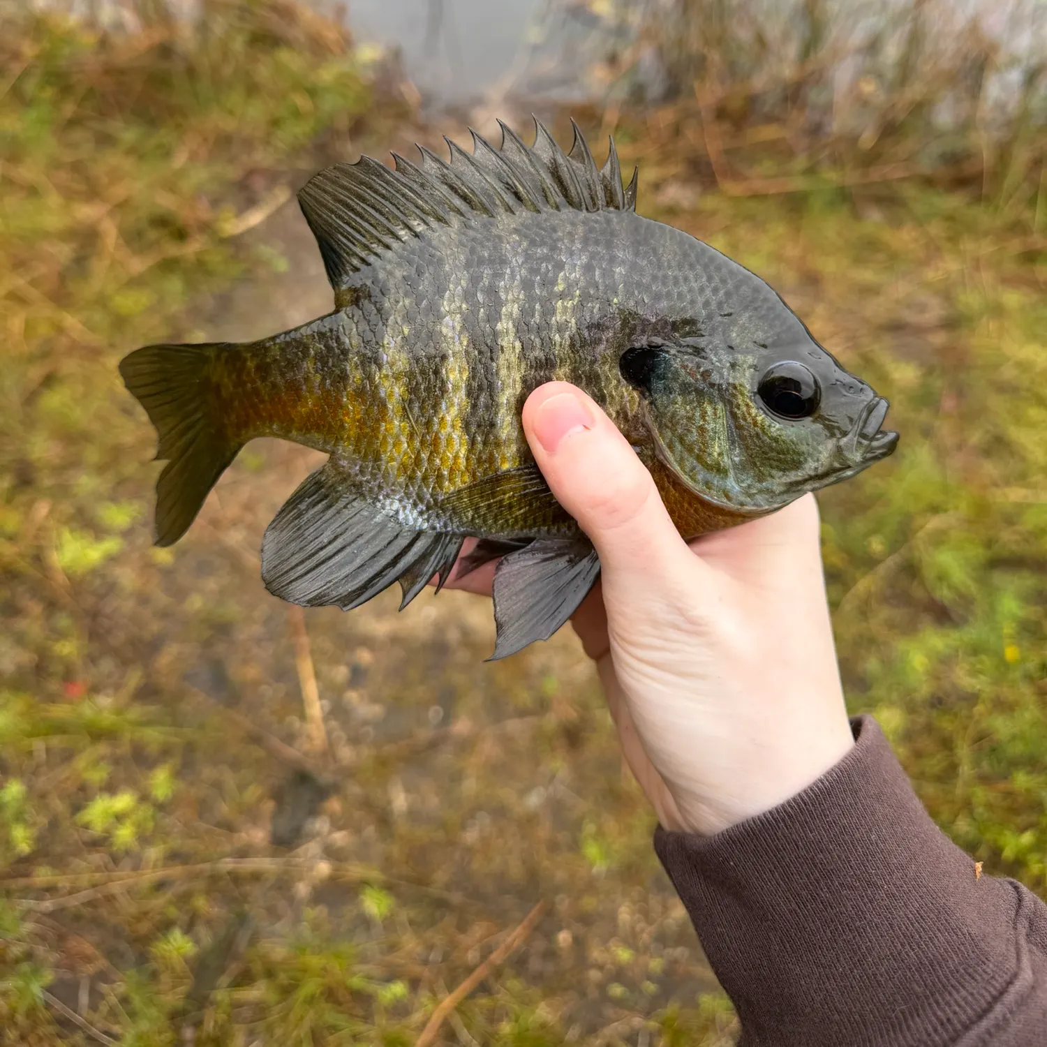 Bluegill caught on Fishbrain