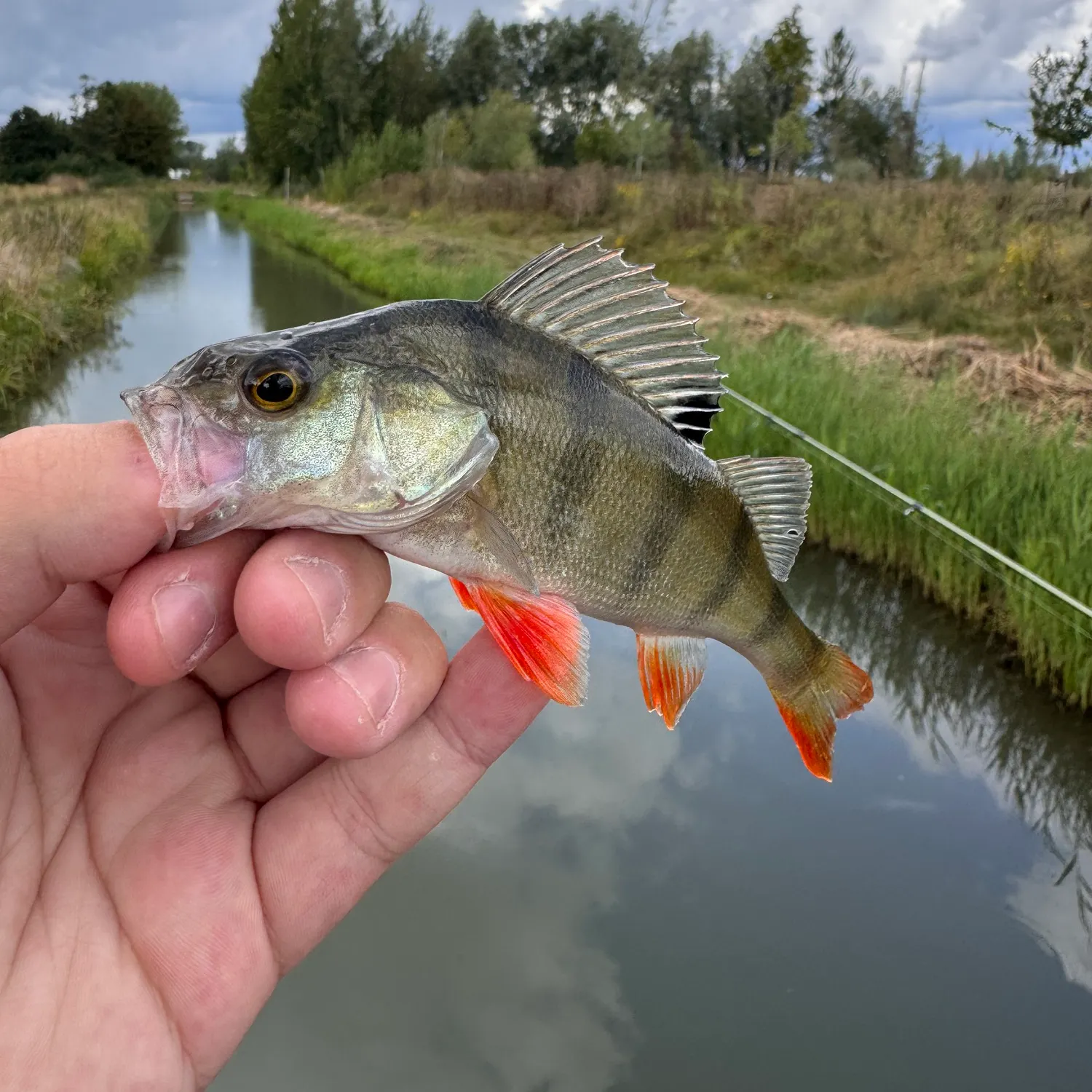 European perch caught on Fishbrain