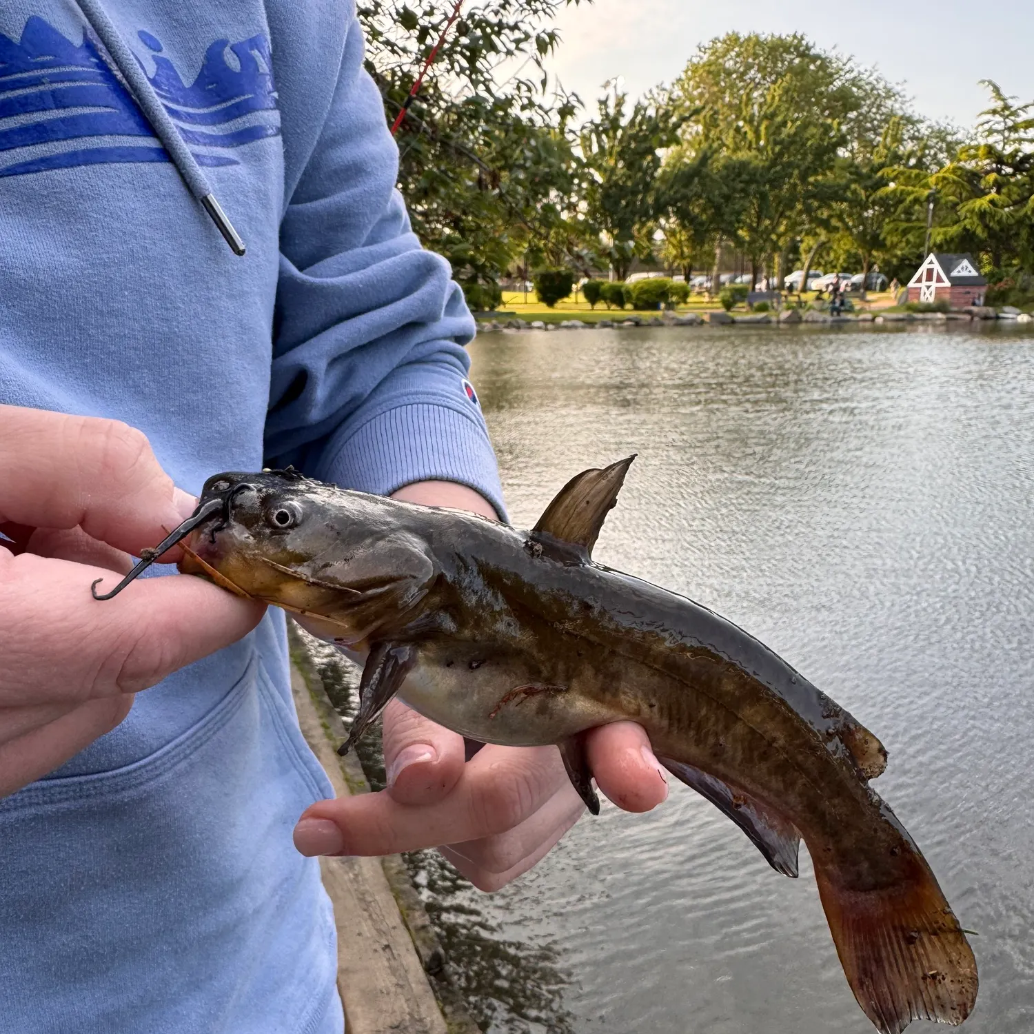 angler catch