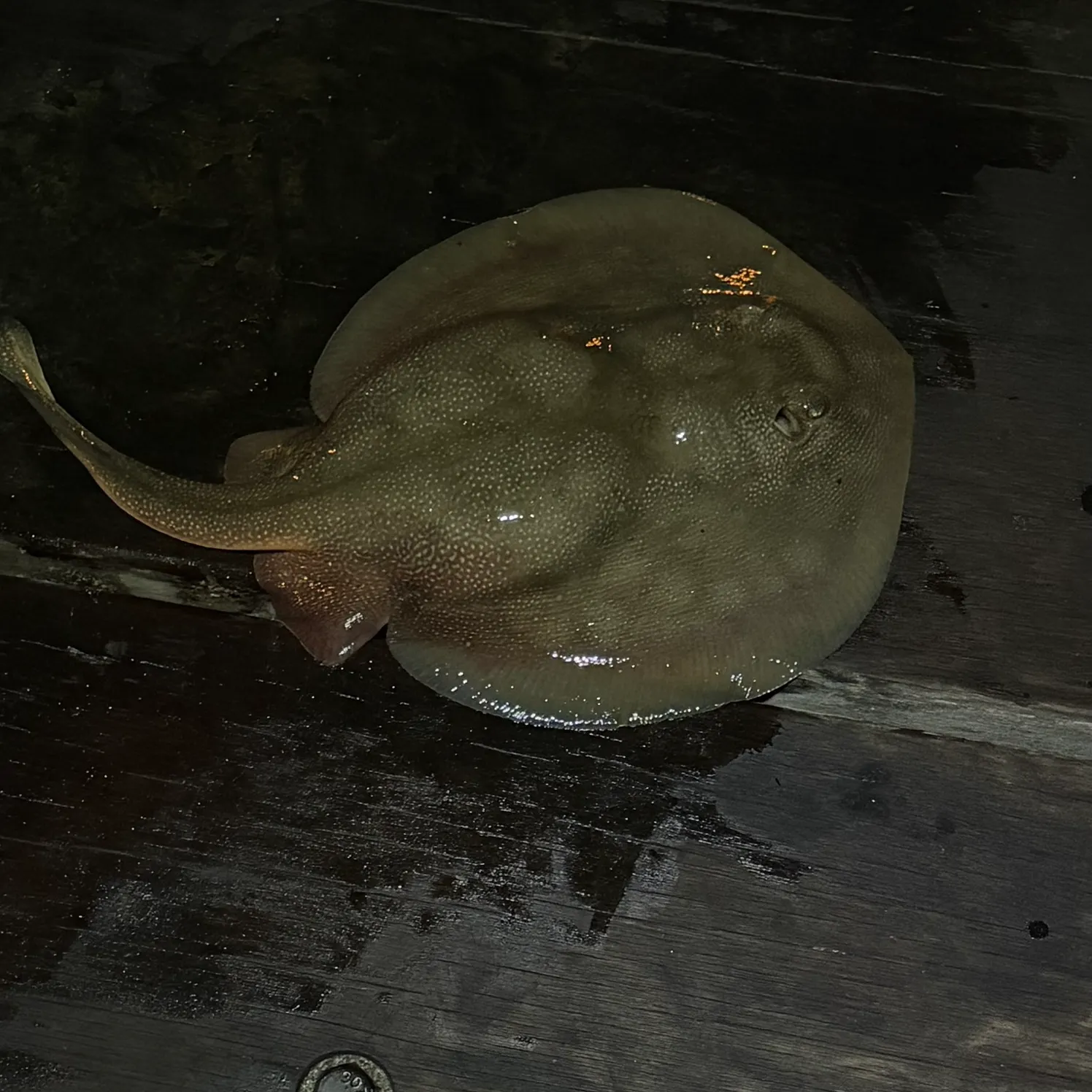 Haller's round ray caught on Fishbrain