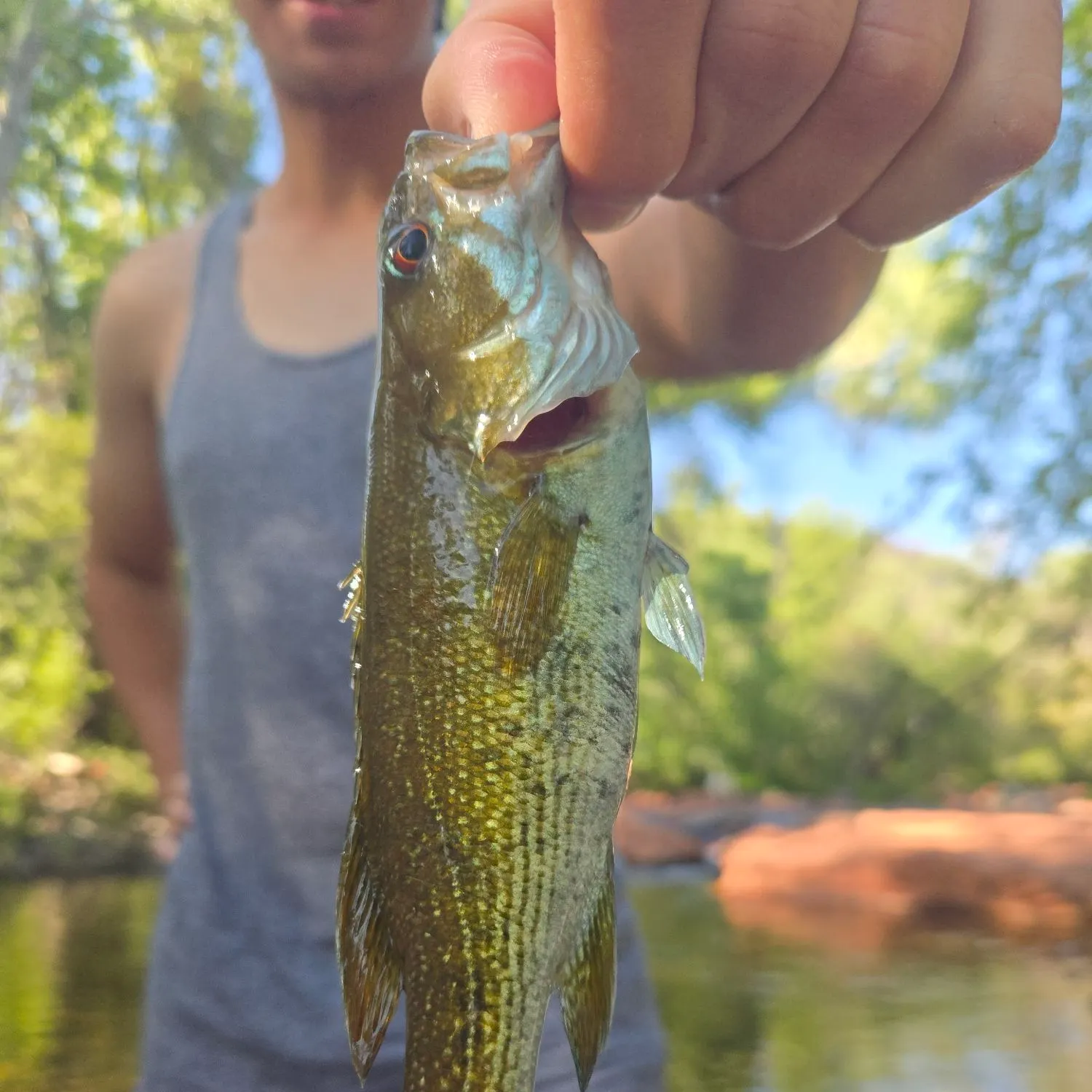 The most recent Redeye bass catches on Fishbrain