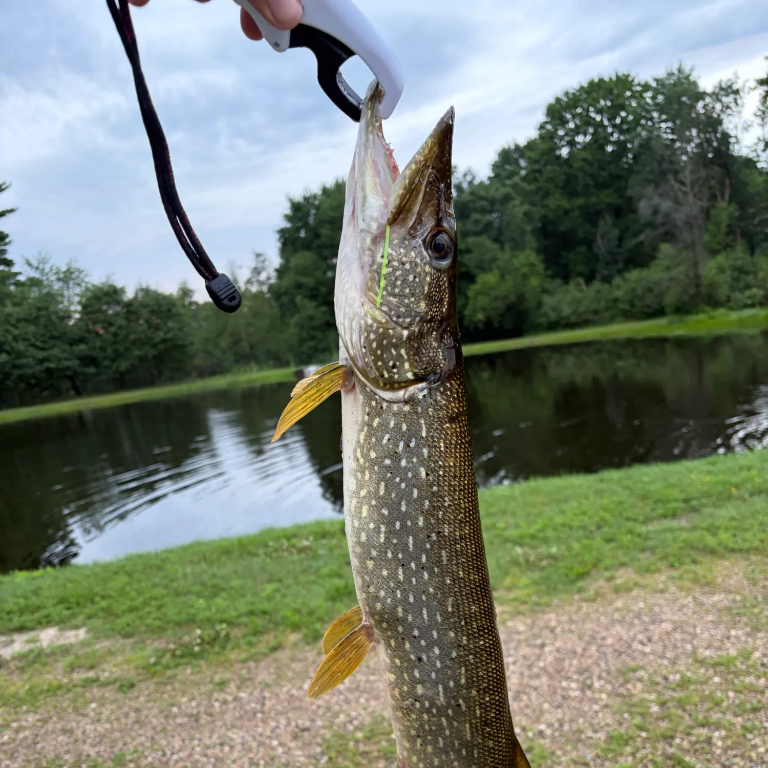 Northern pike caught on Fishbrain