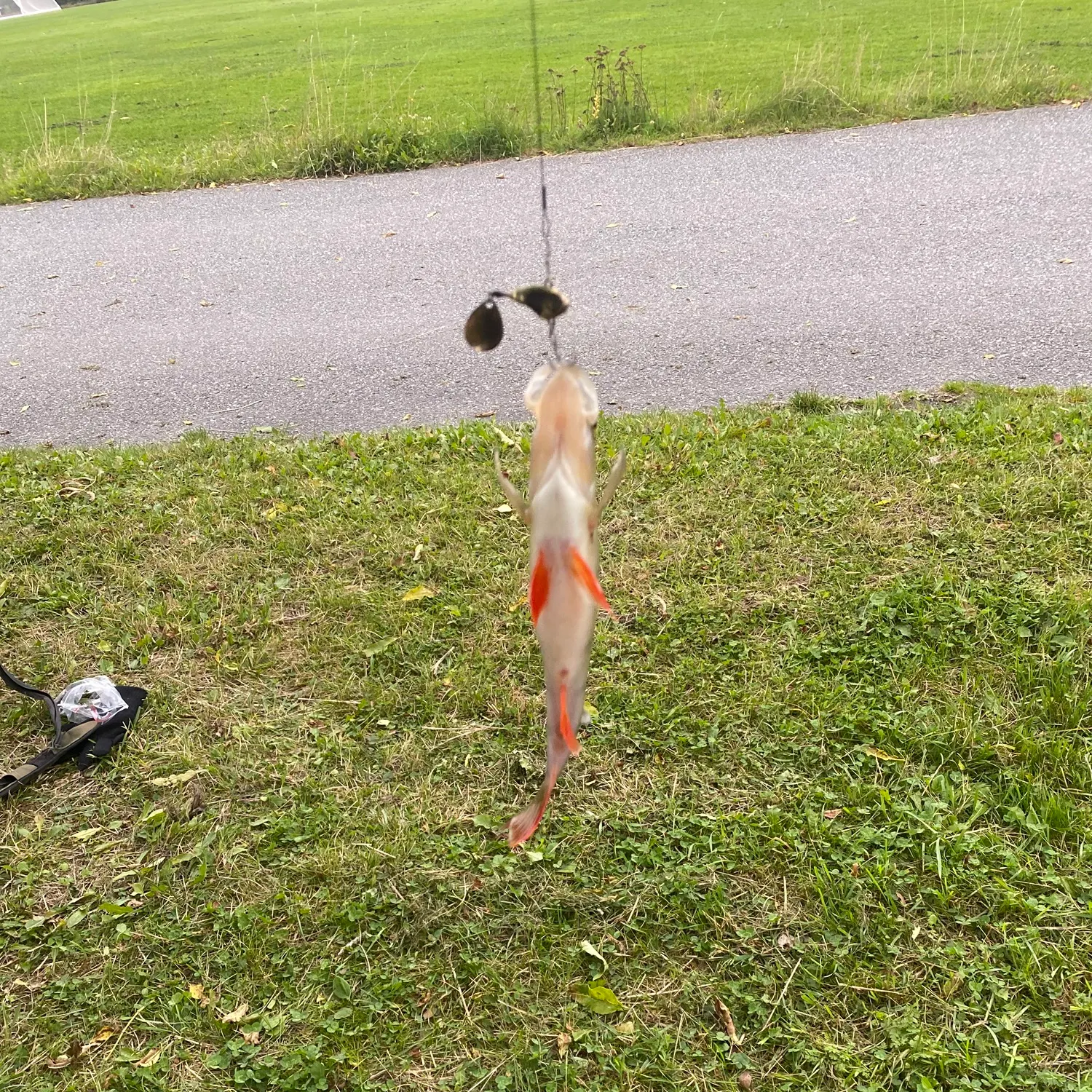 European perch caught on Fishbrain