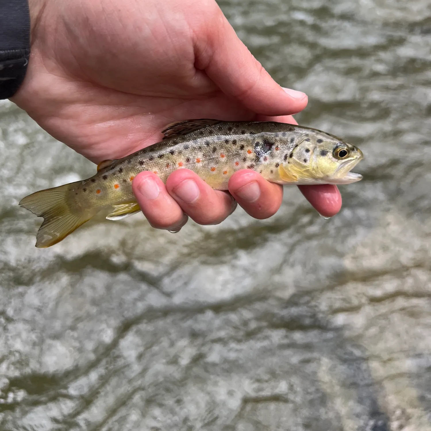 Brown trout caught on Fishbrain