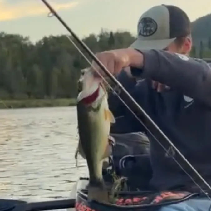 Largemouth bass caught on Fishbrain